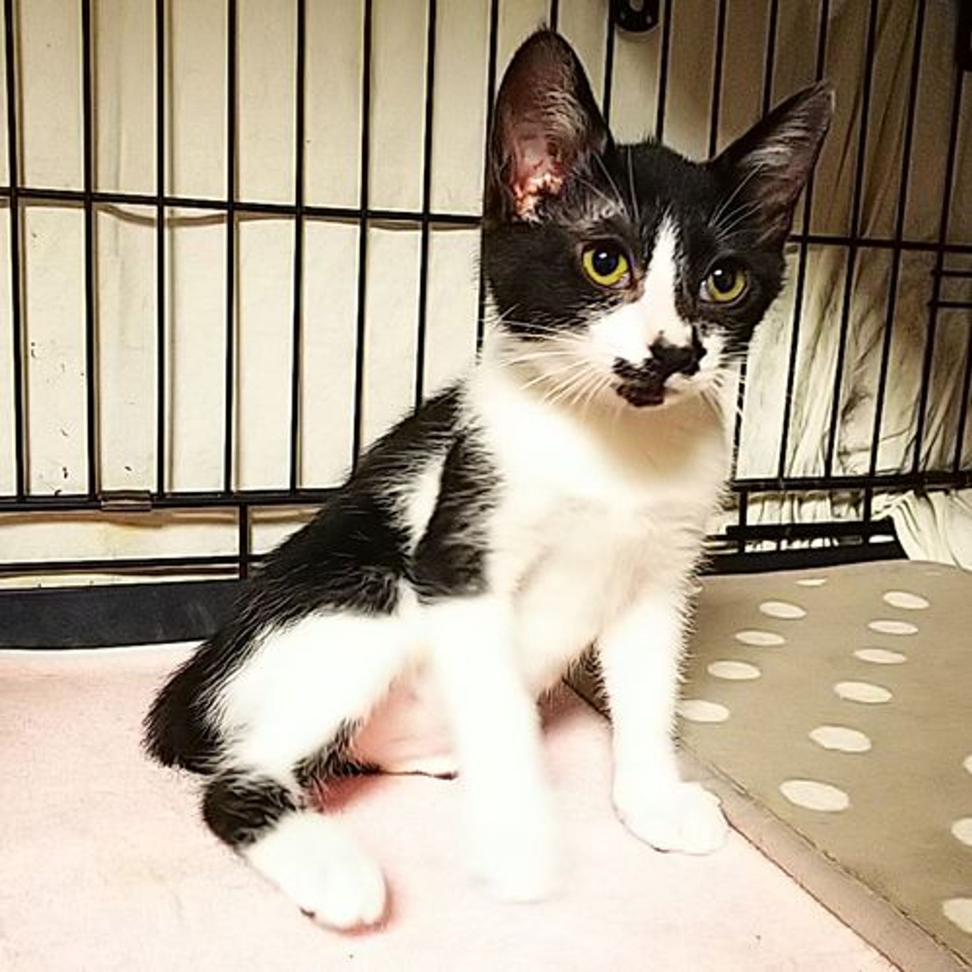 雑種（ミックス猫）・メスの里親募集の写真