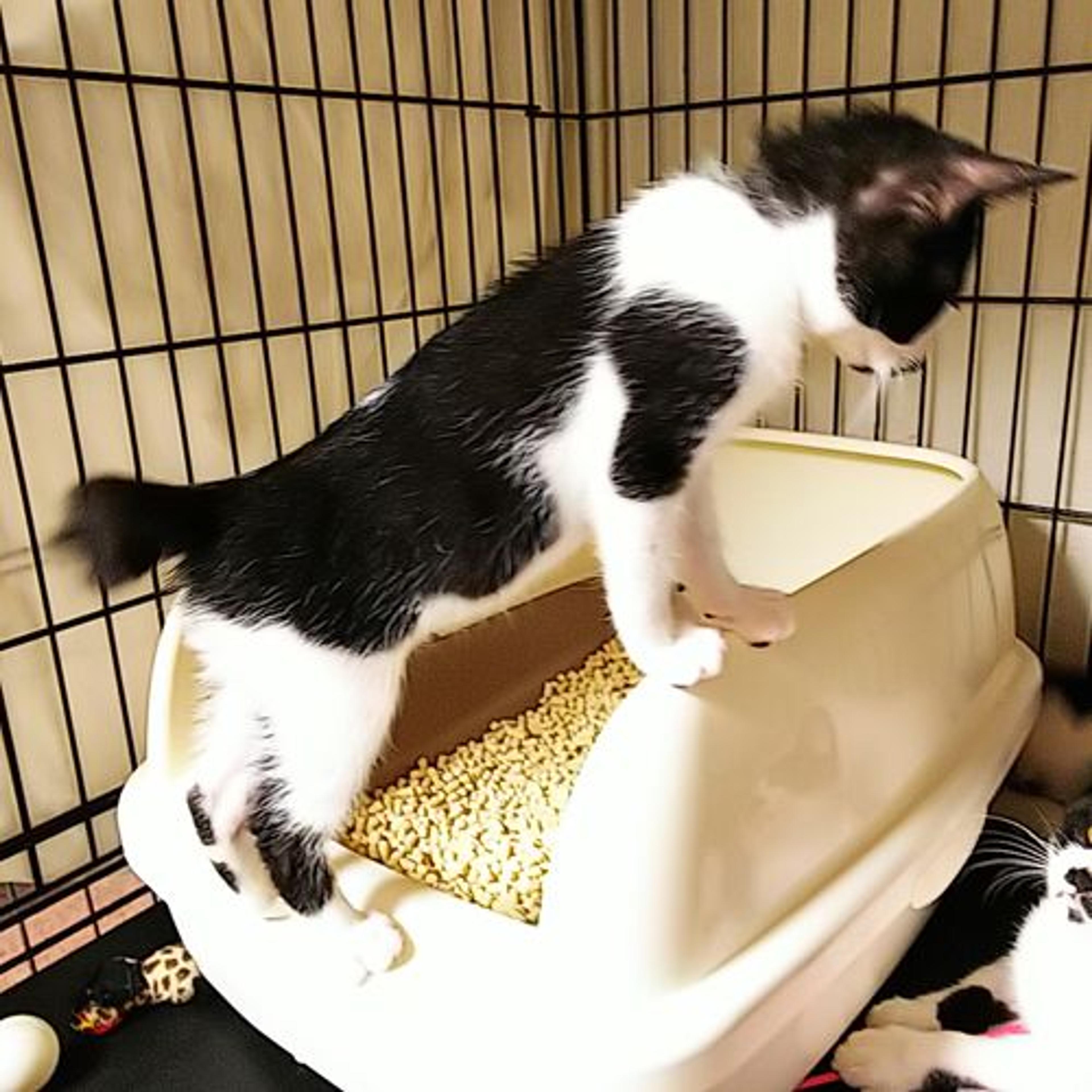 pet-image-3