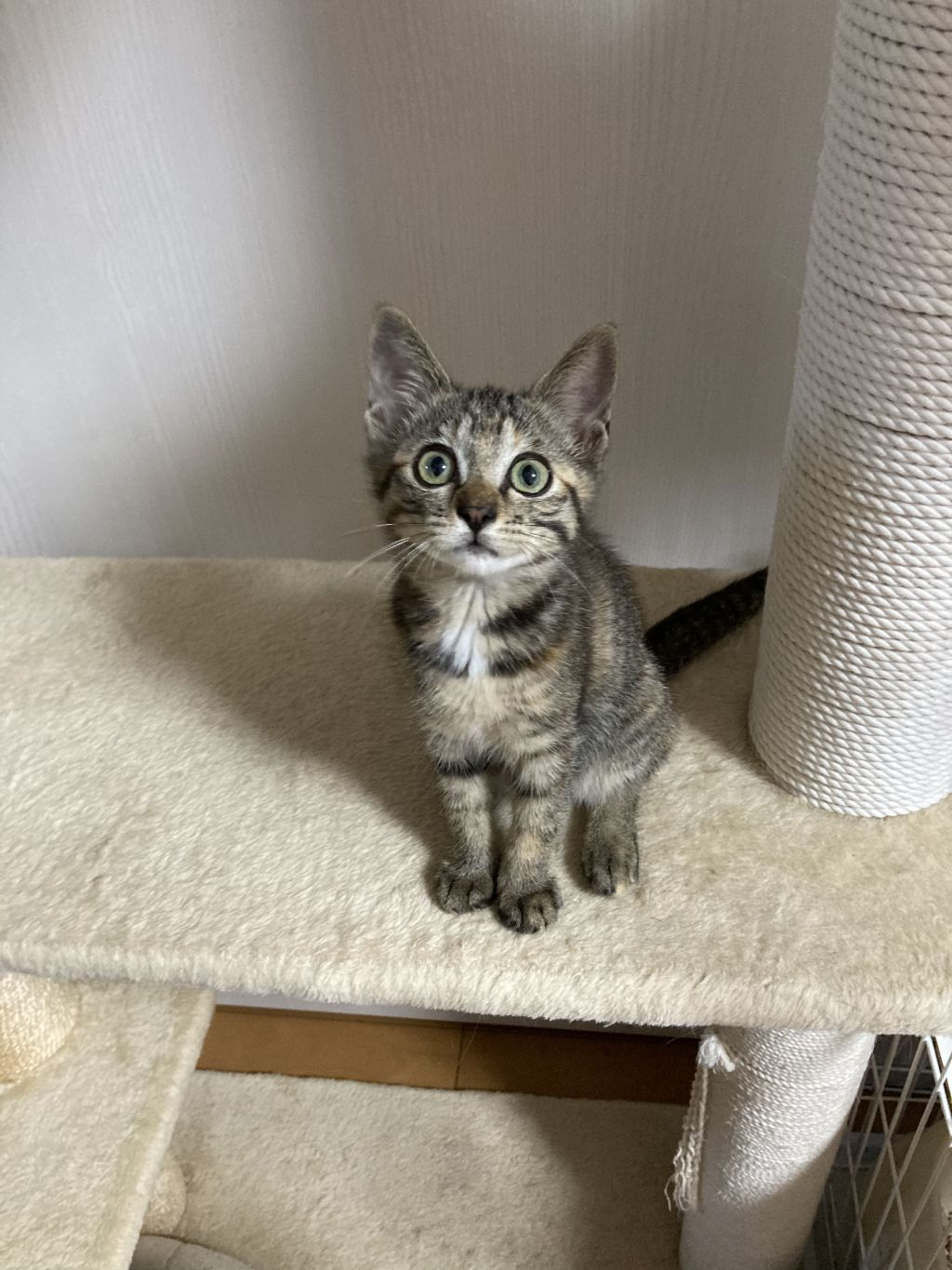 雑種（ミックス猫）・メスの里親募集の写真