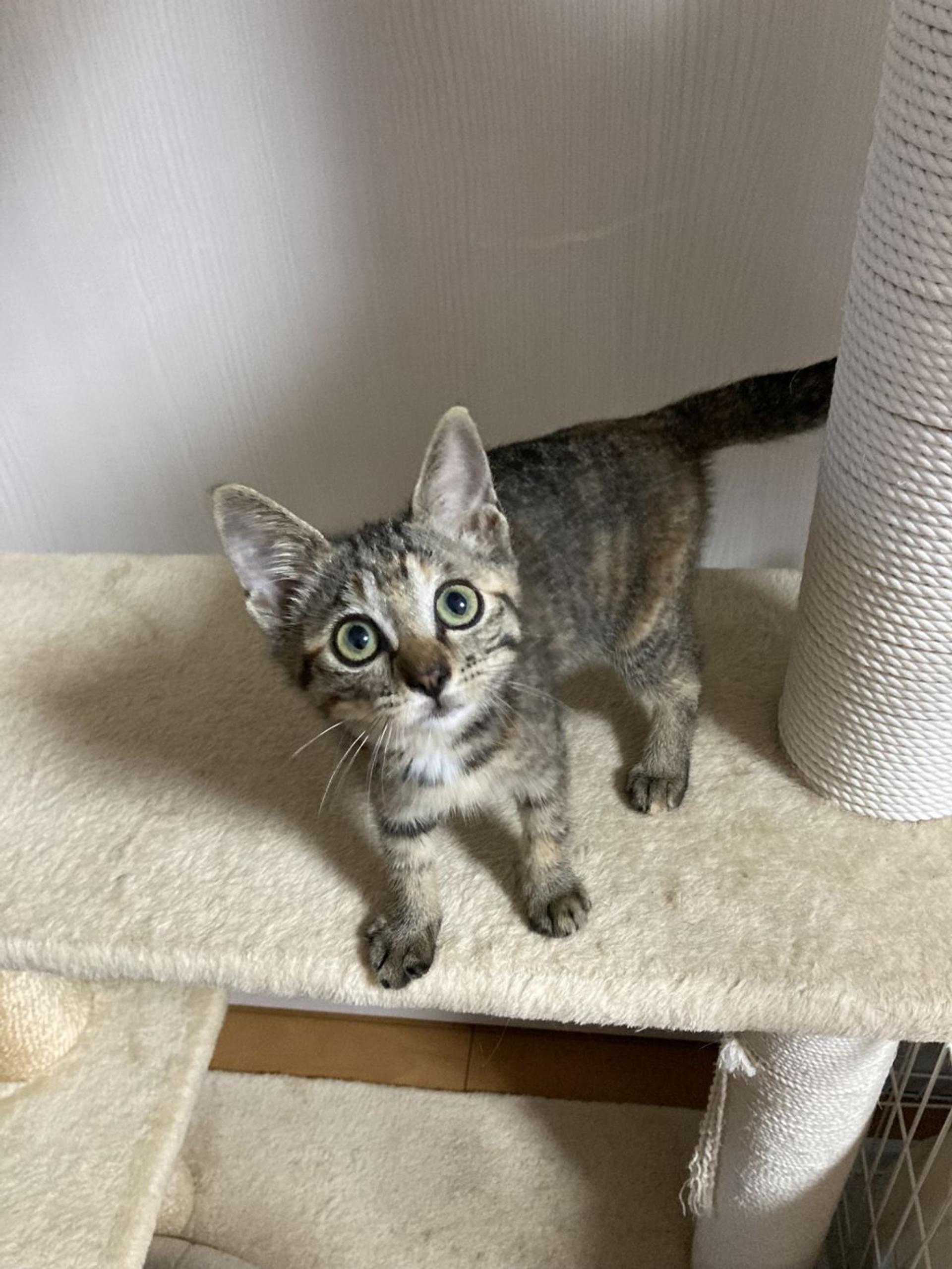 pet-image-5