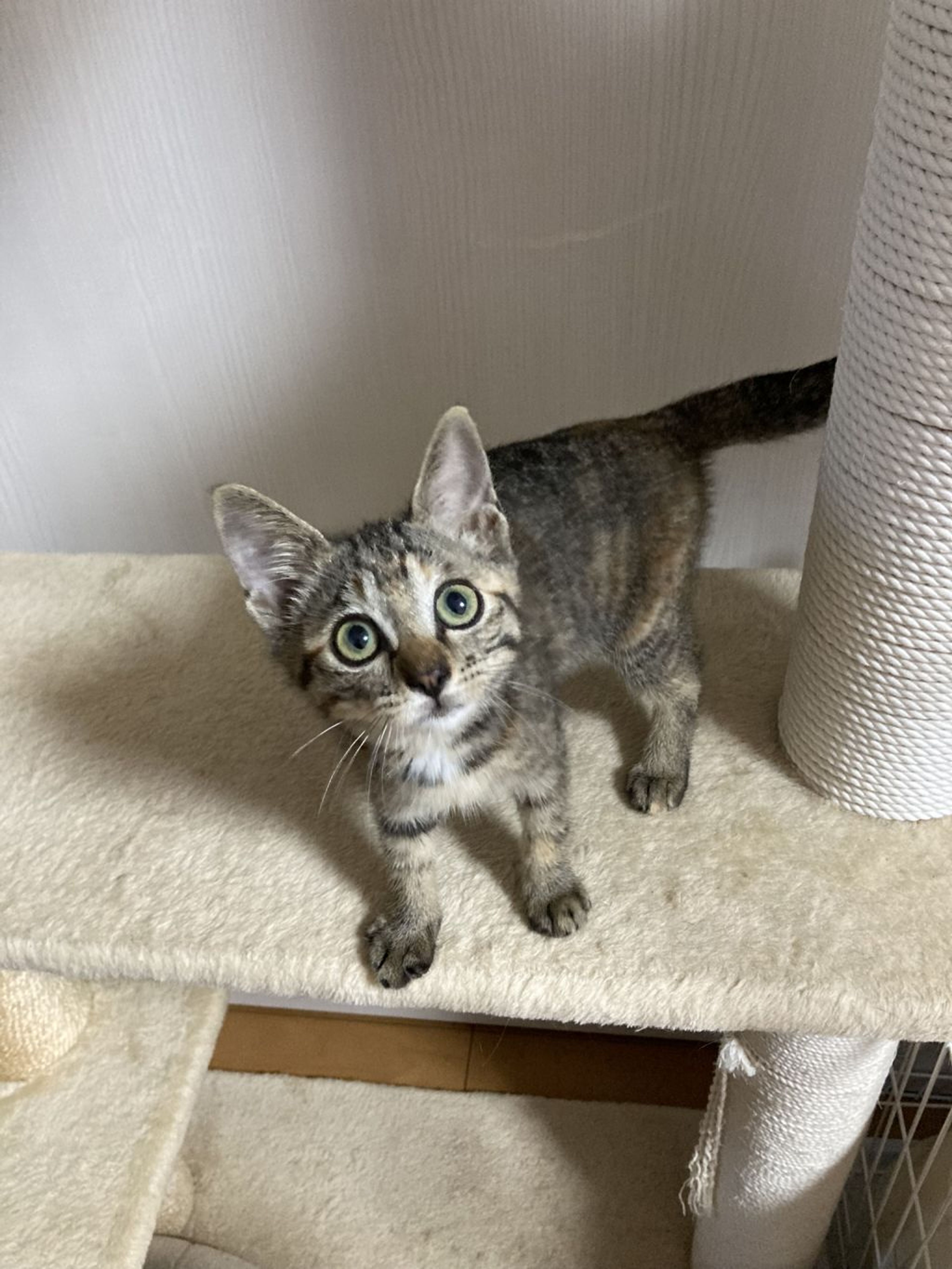 pet-image-5