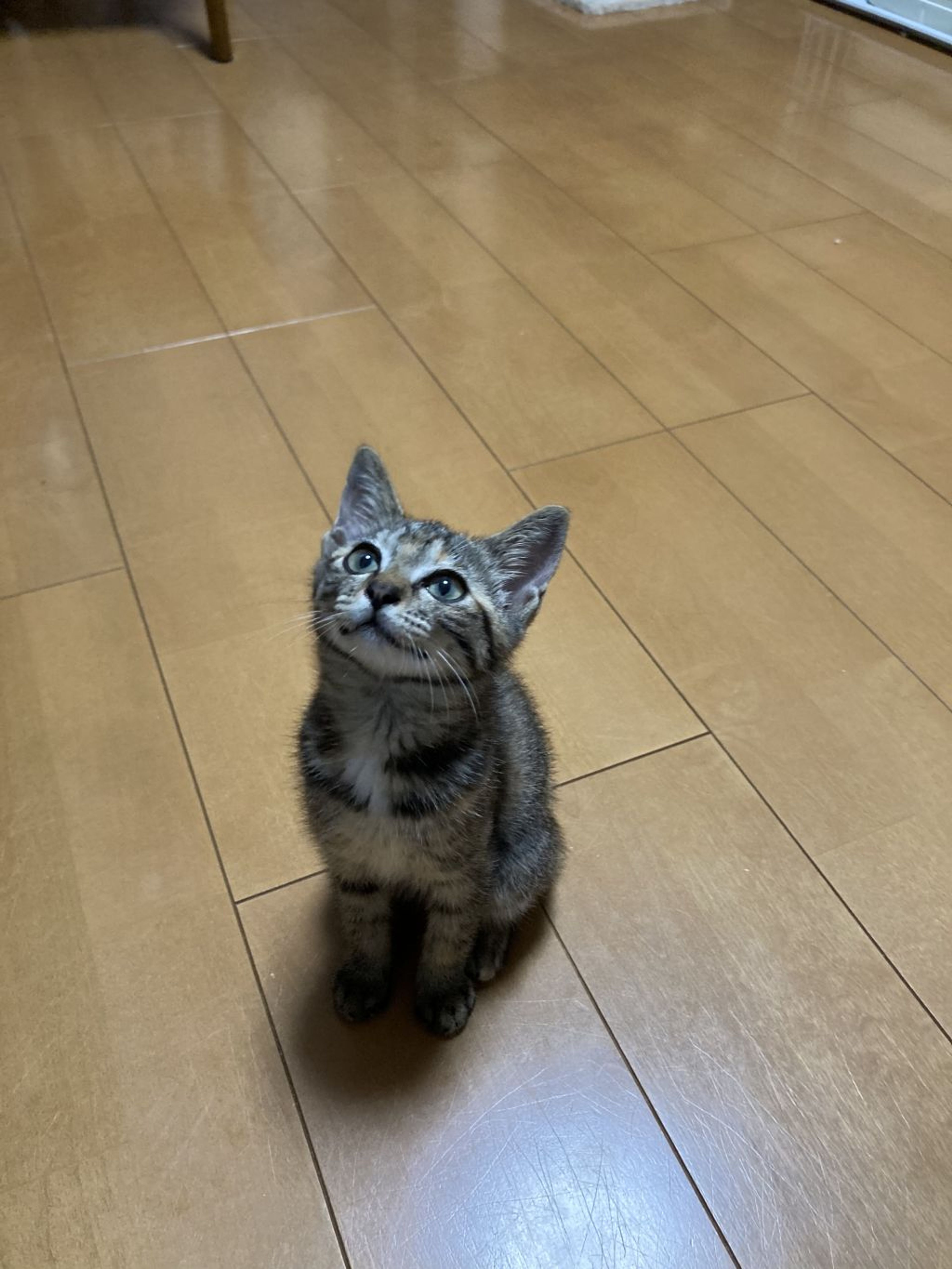 pet-image-6