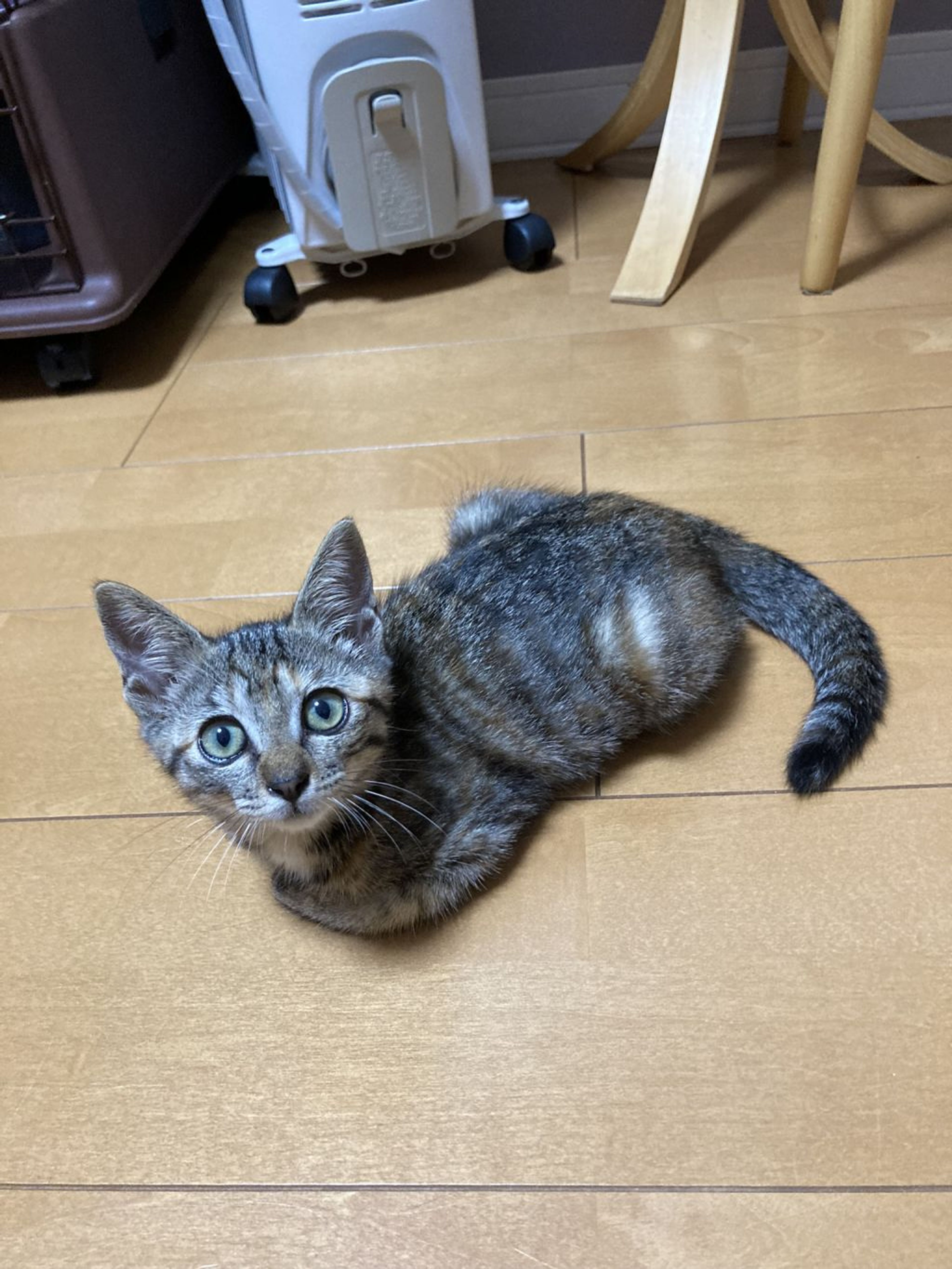 pet-image-8