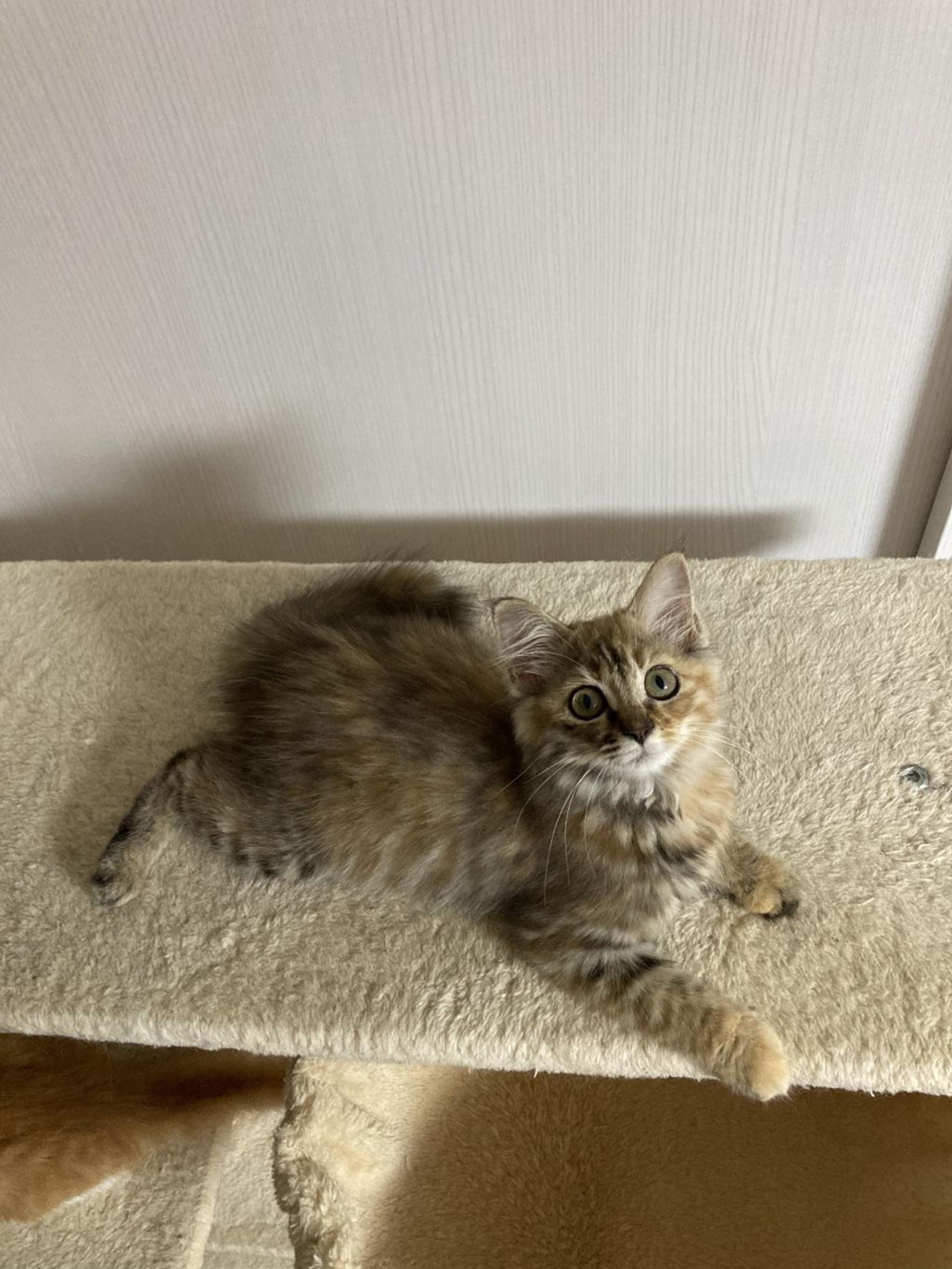 pet-image-4