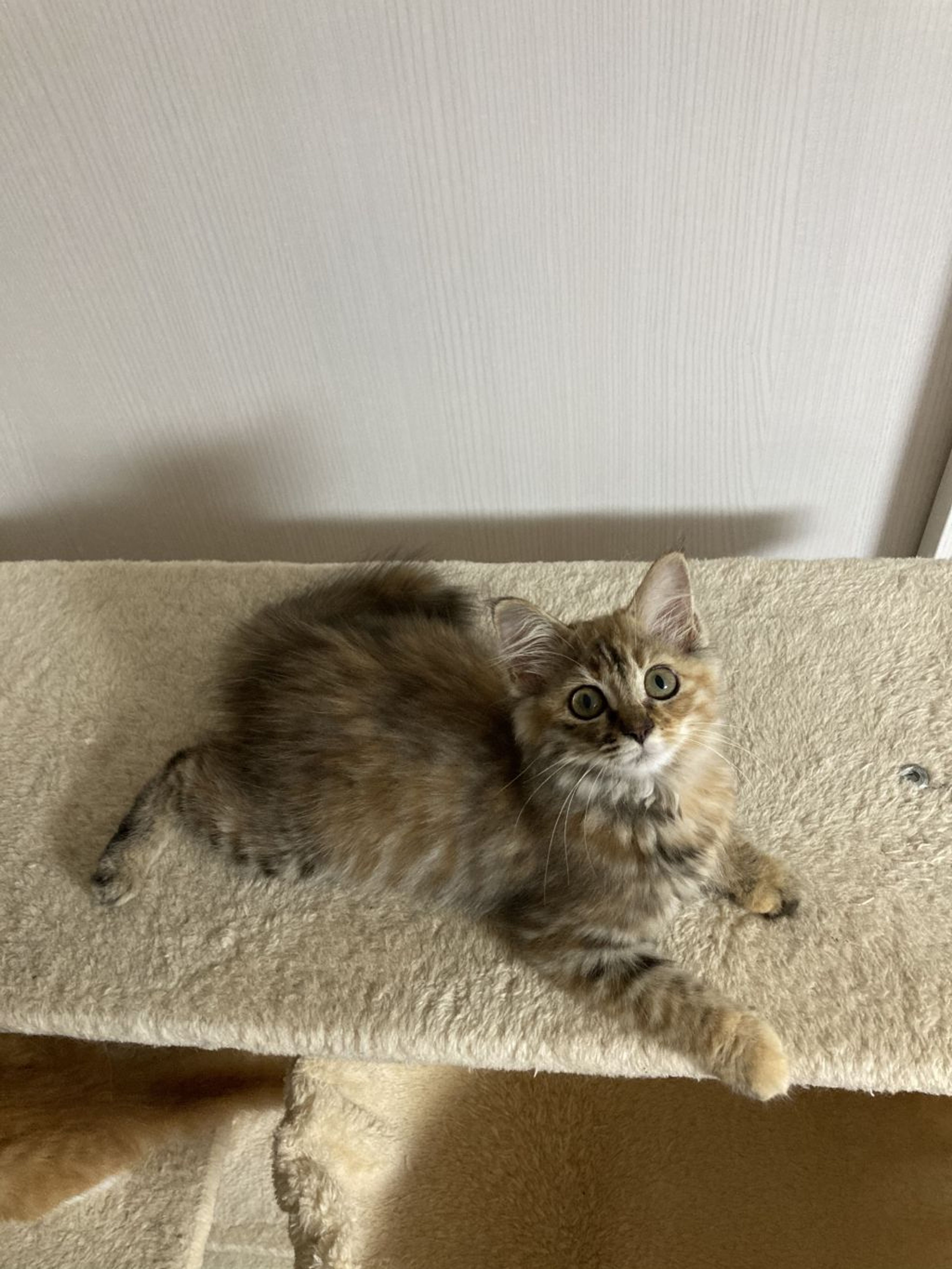 pet-image-4