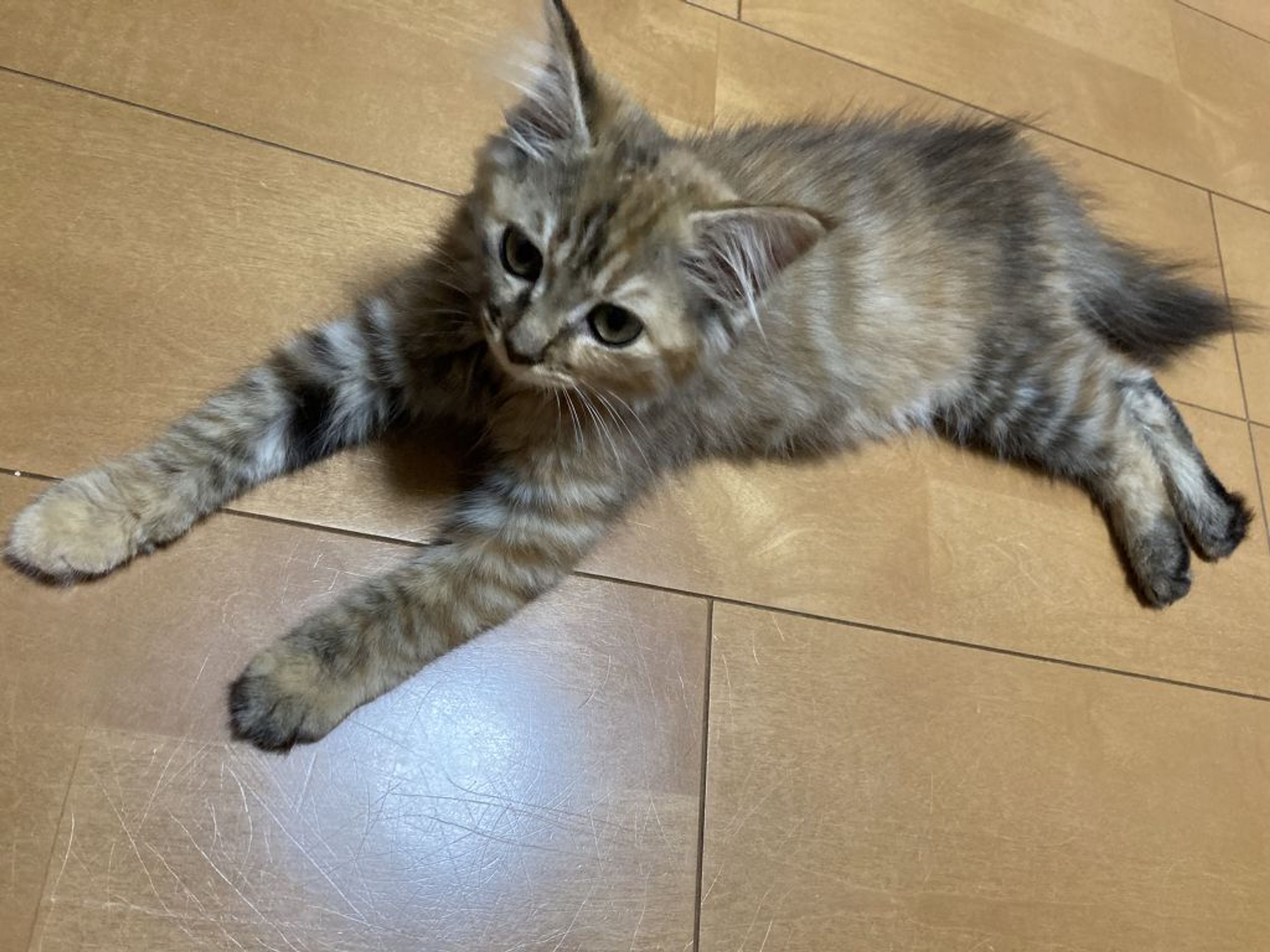 pet-image-5