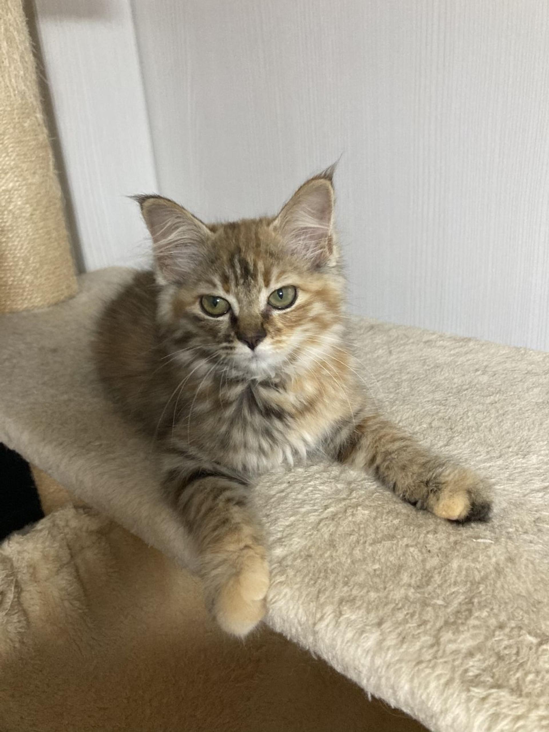 pet-image-6