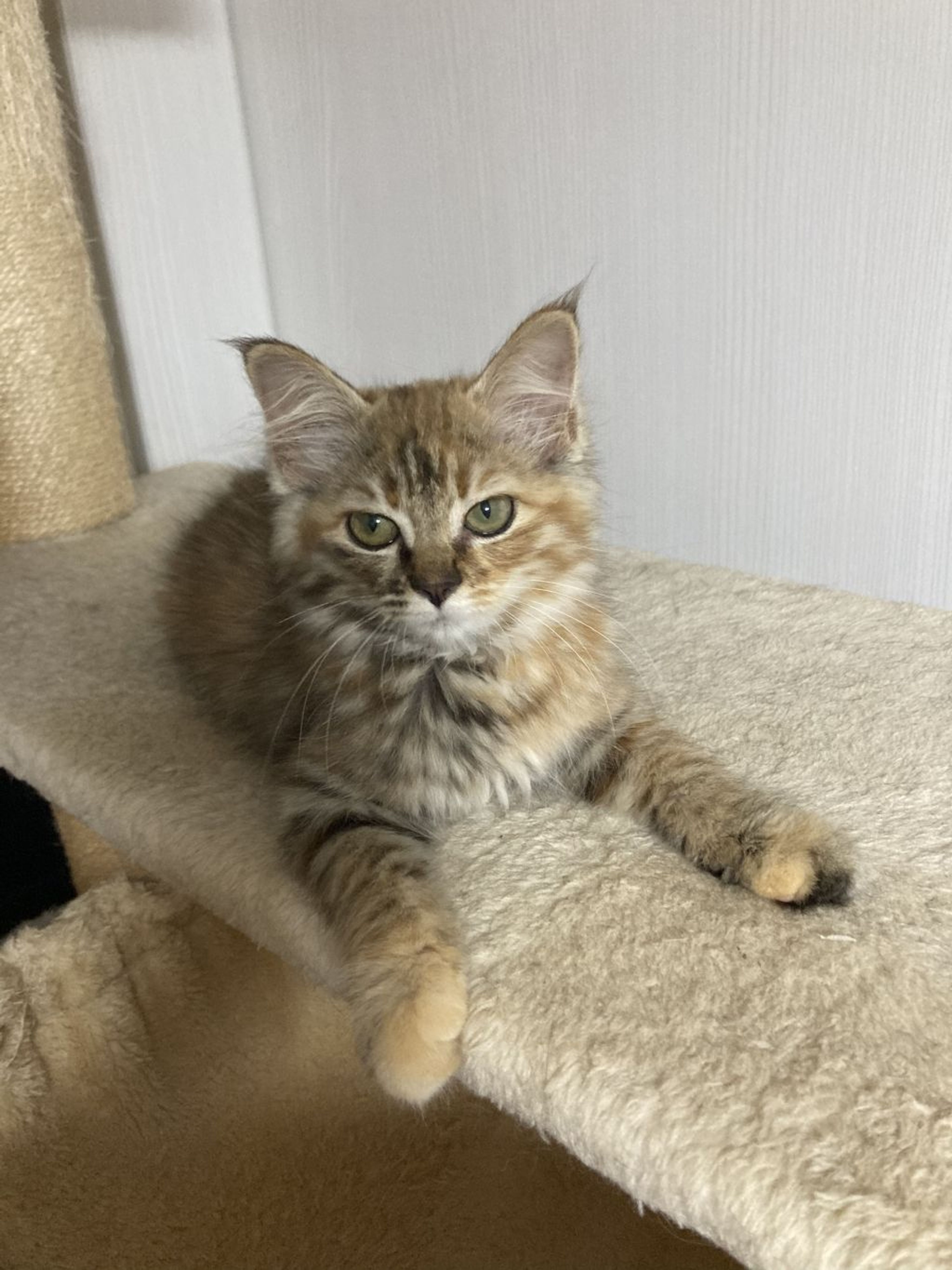 pet-image-6