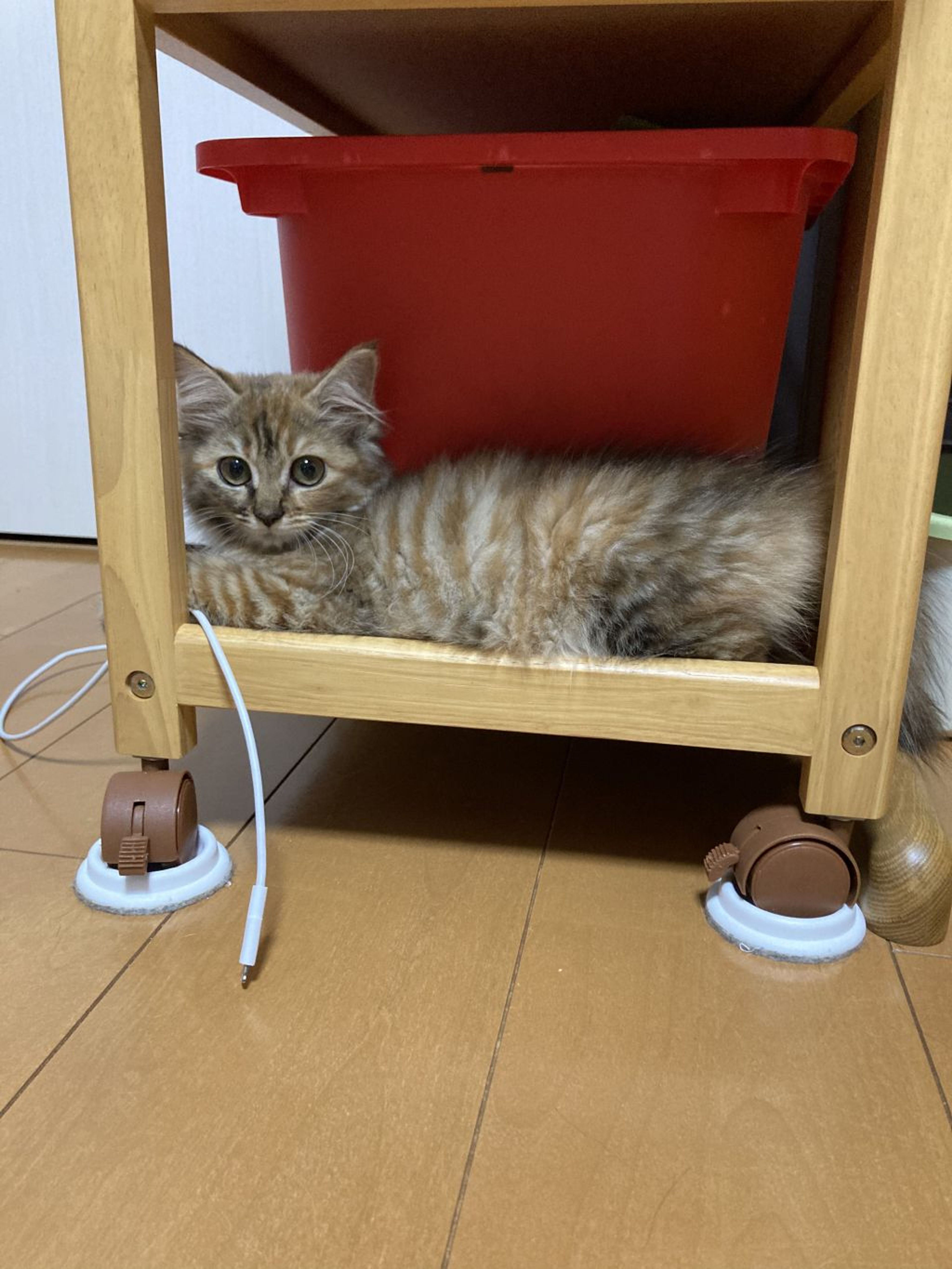 pet-image-8