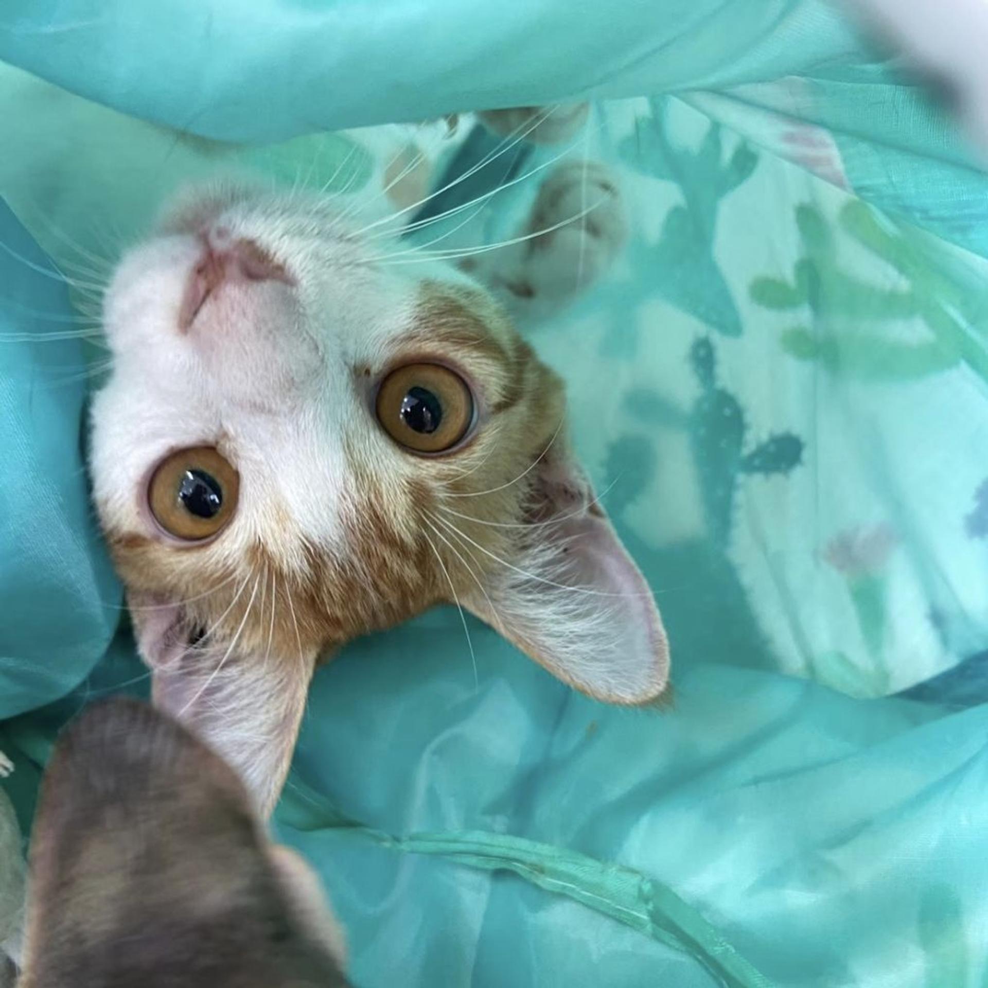 pet-image-3