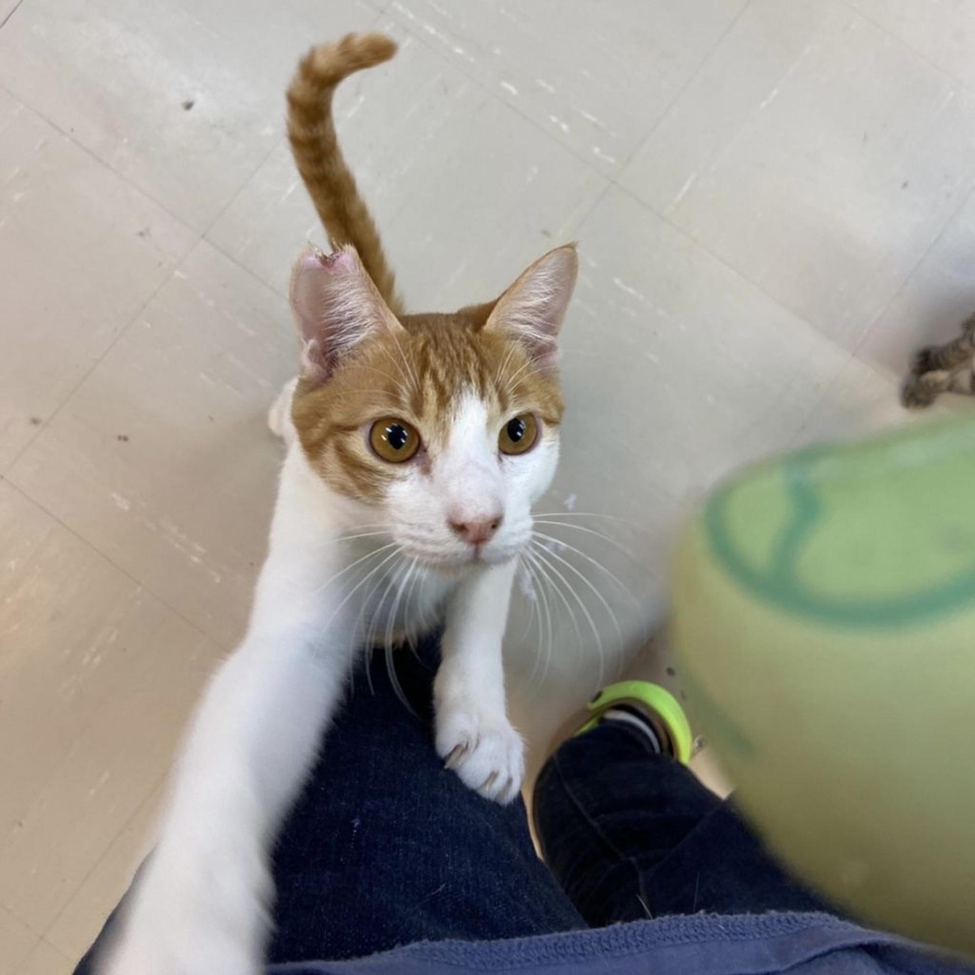 pet-image-5