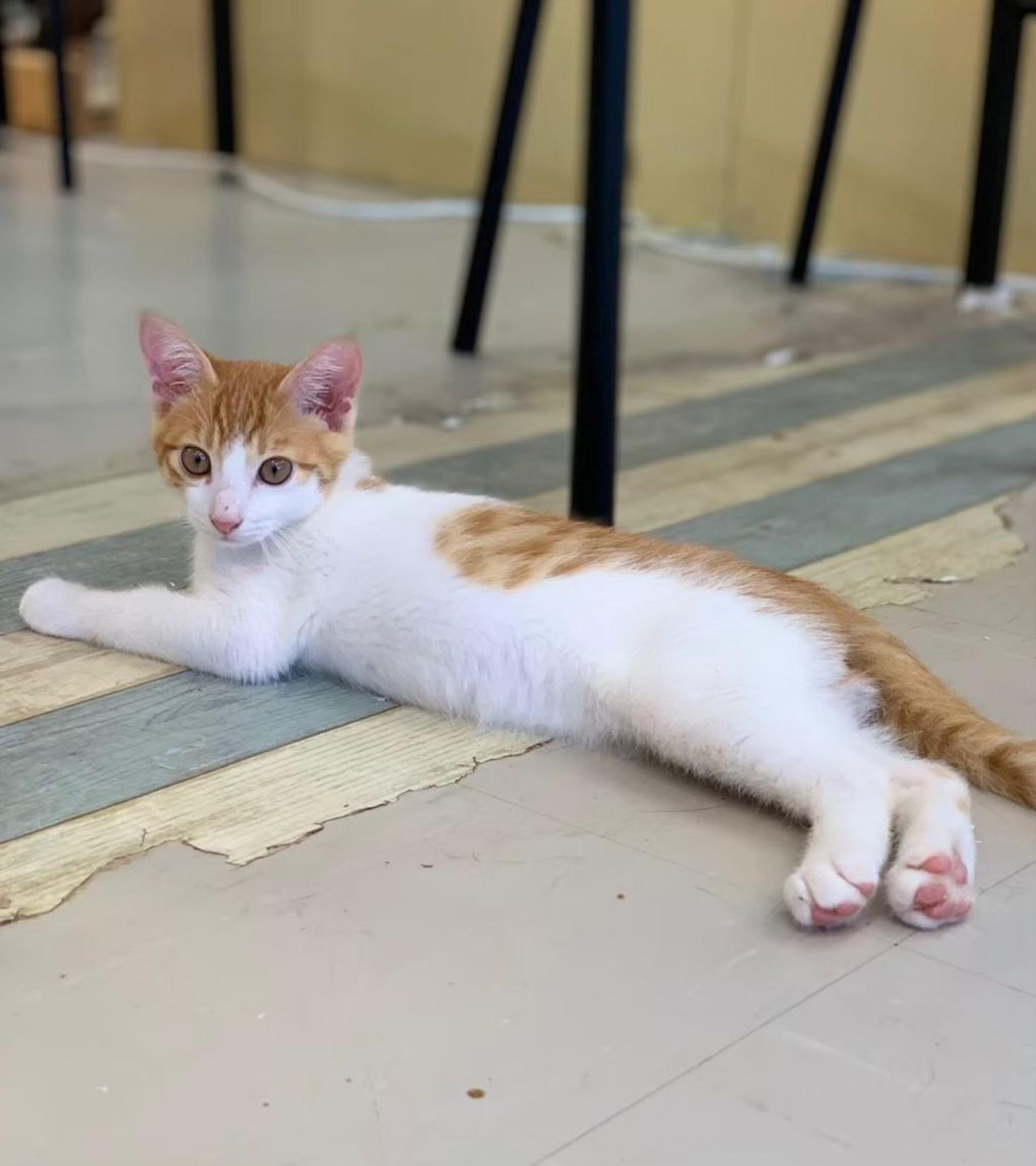 pet-image-2