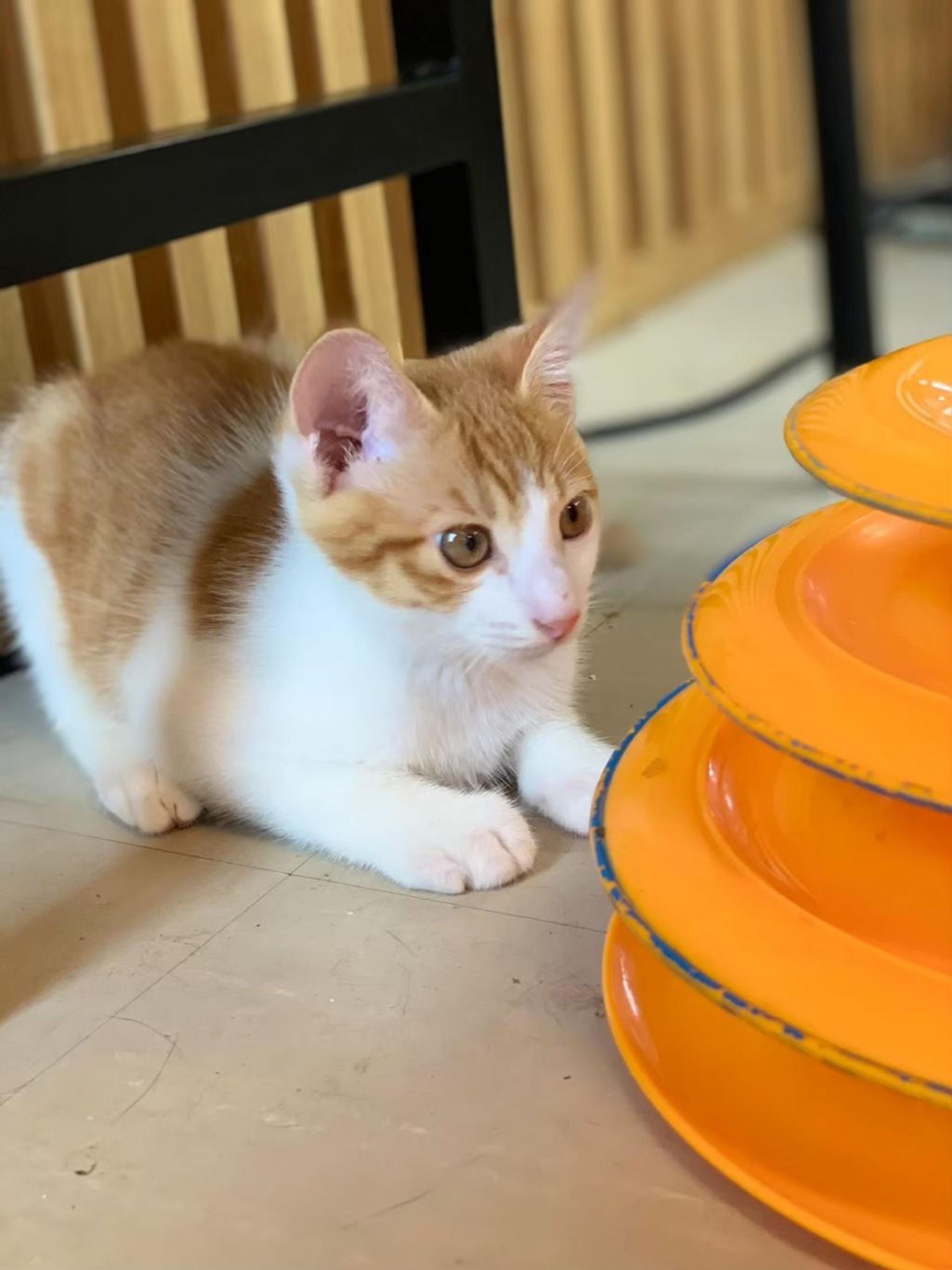 pet-image-4