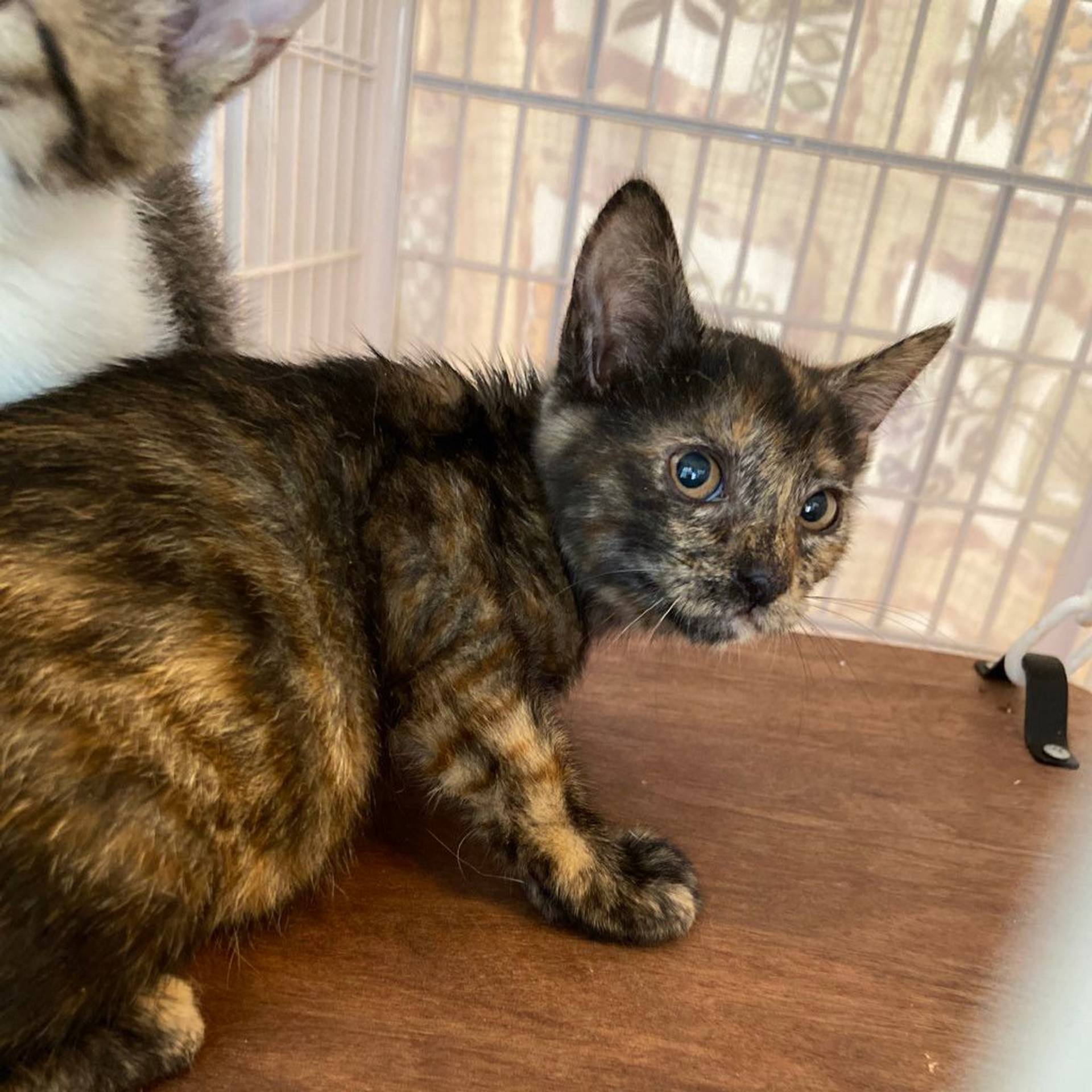 雑種（ミックス猫）・メスの里親募集の写真