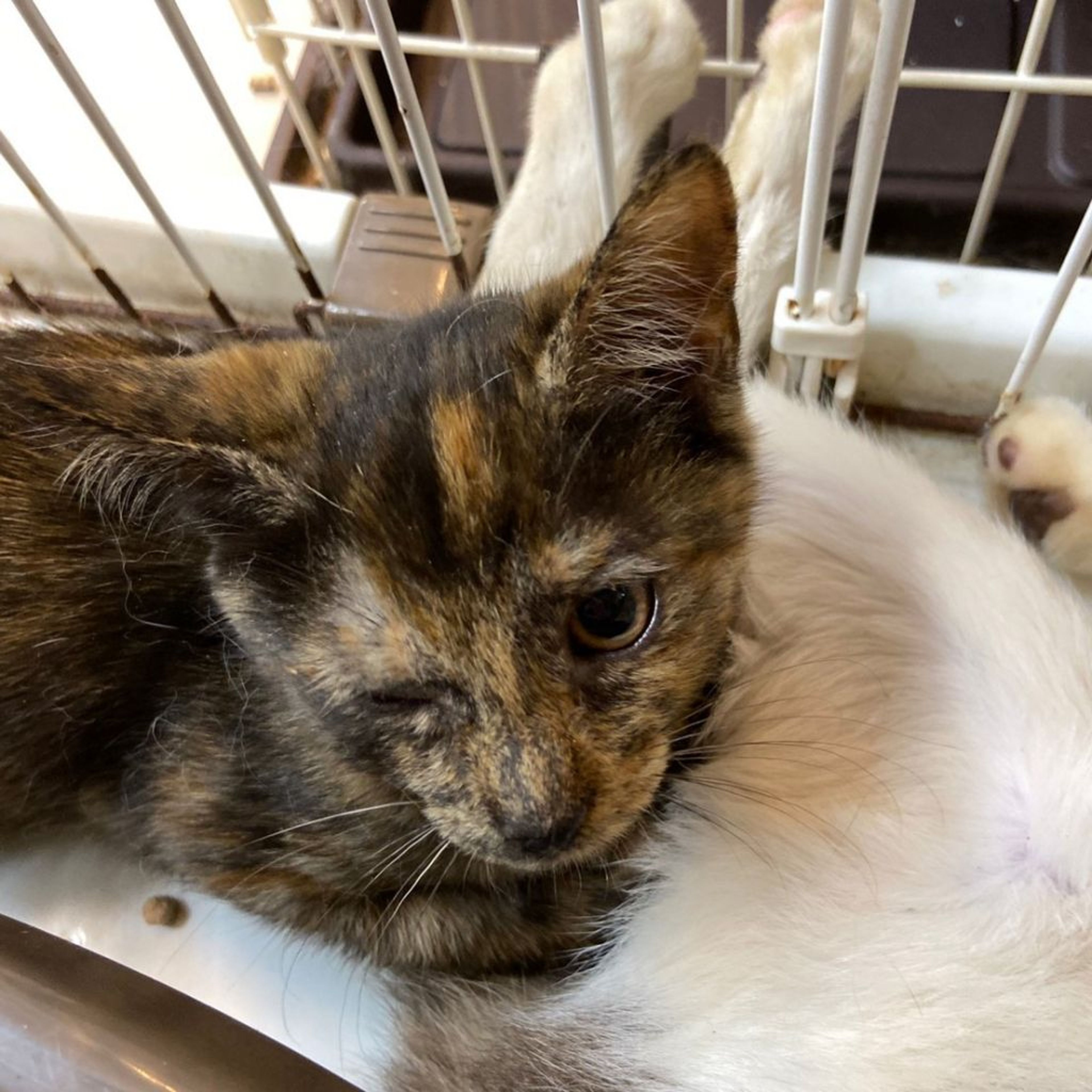 pet-image-4