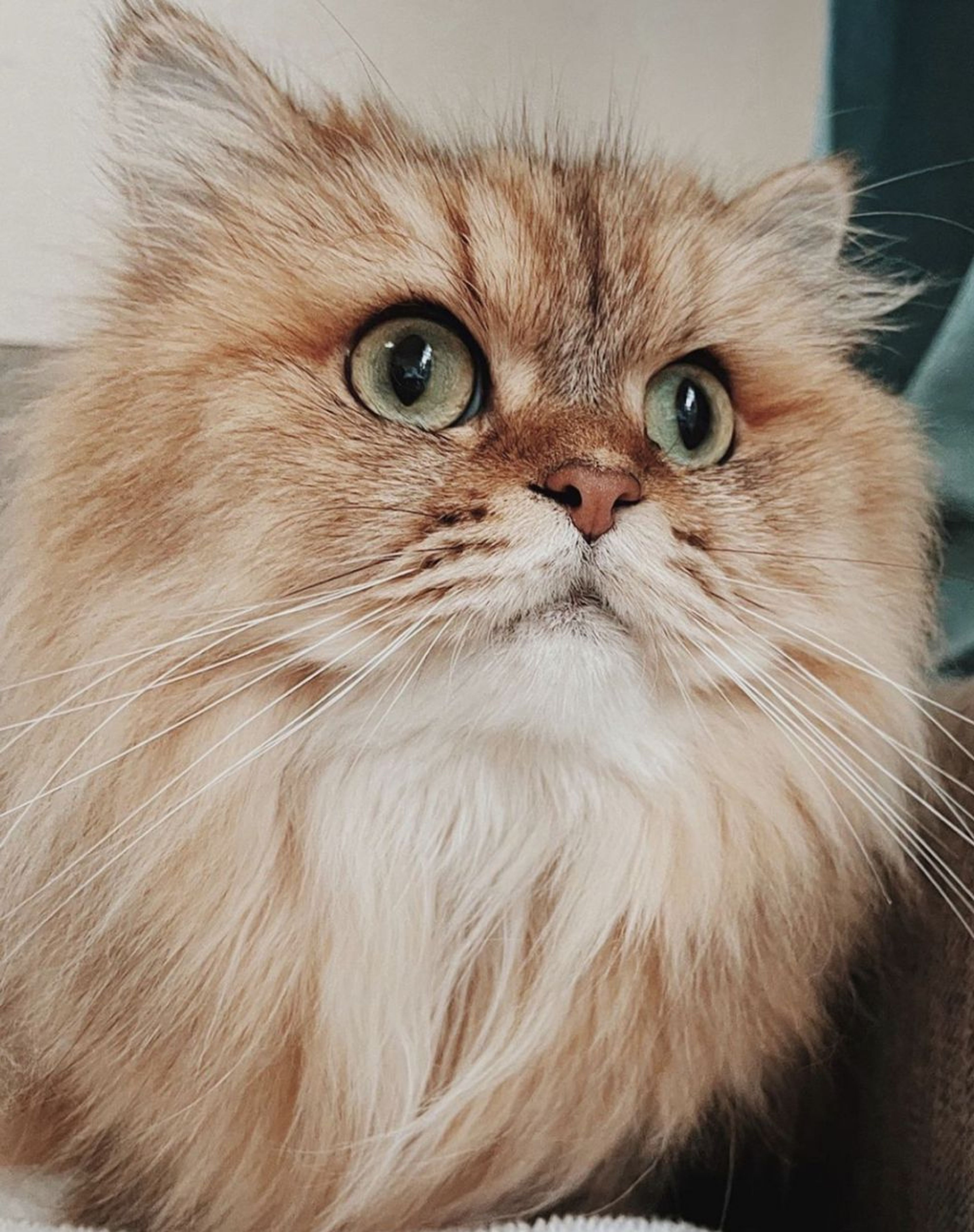 ペルシャ・メスの里親募集の写真