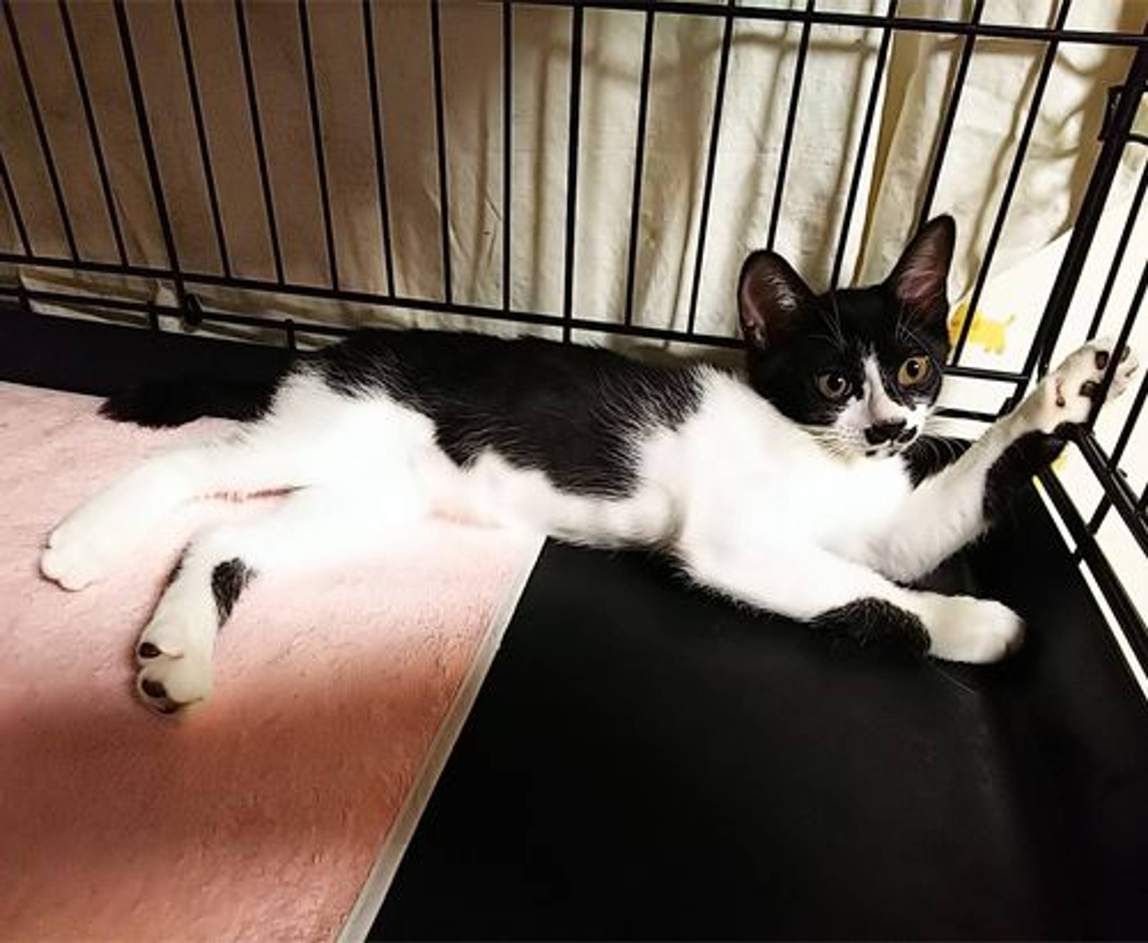 雑種（ミックス猫）・メスの里親募集の写真