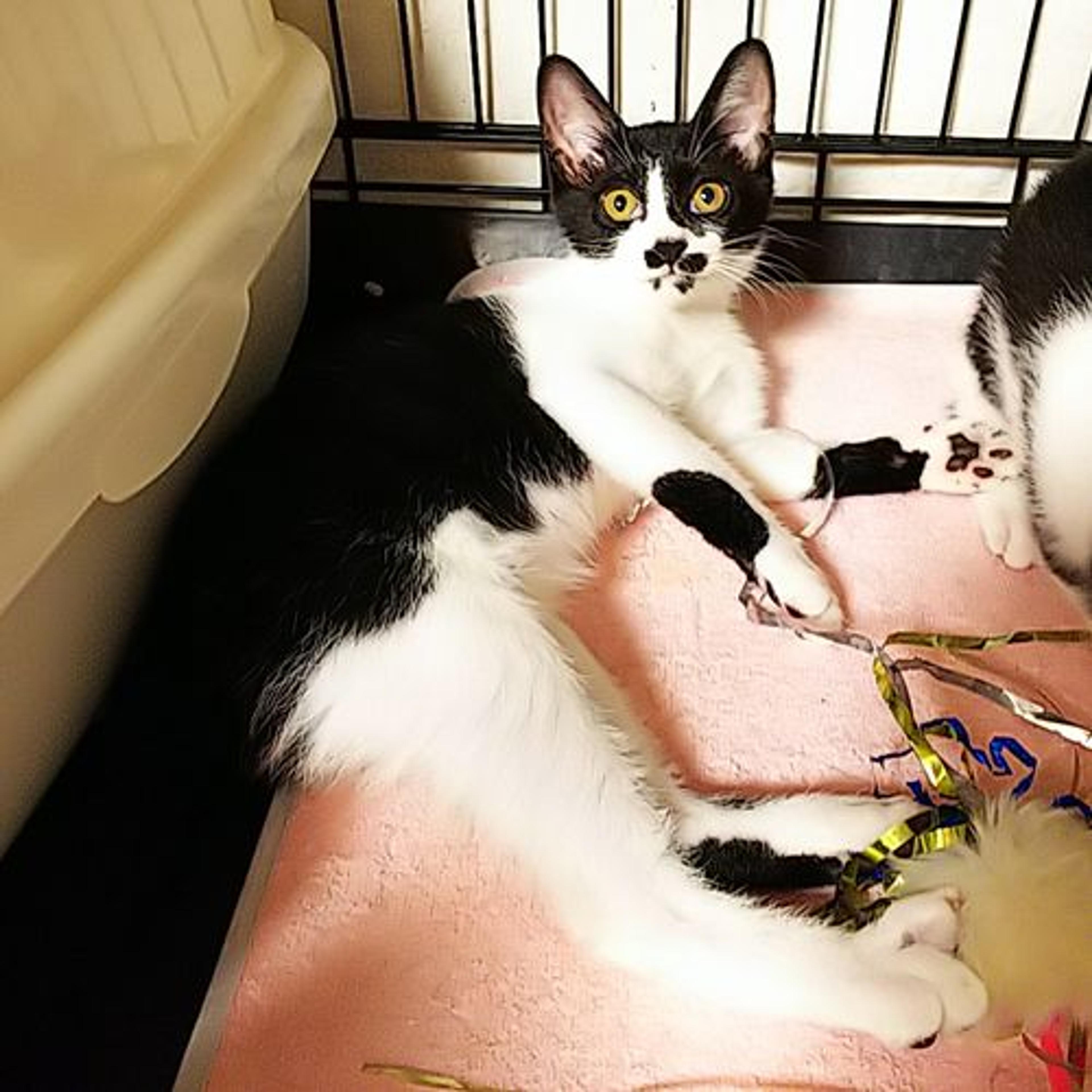pet-image-2