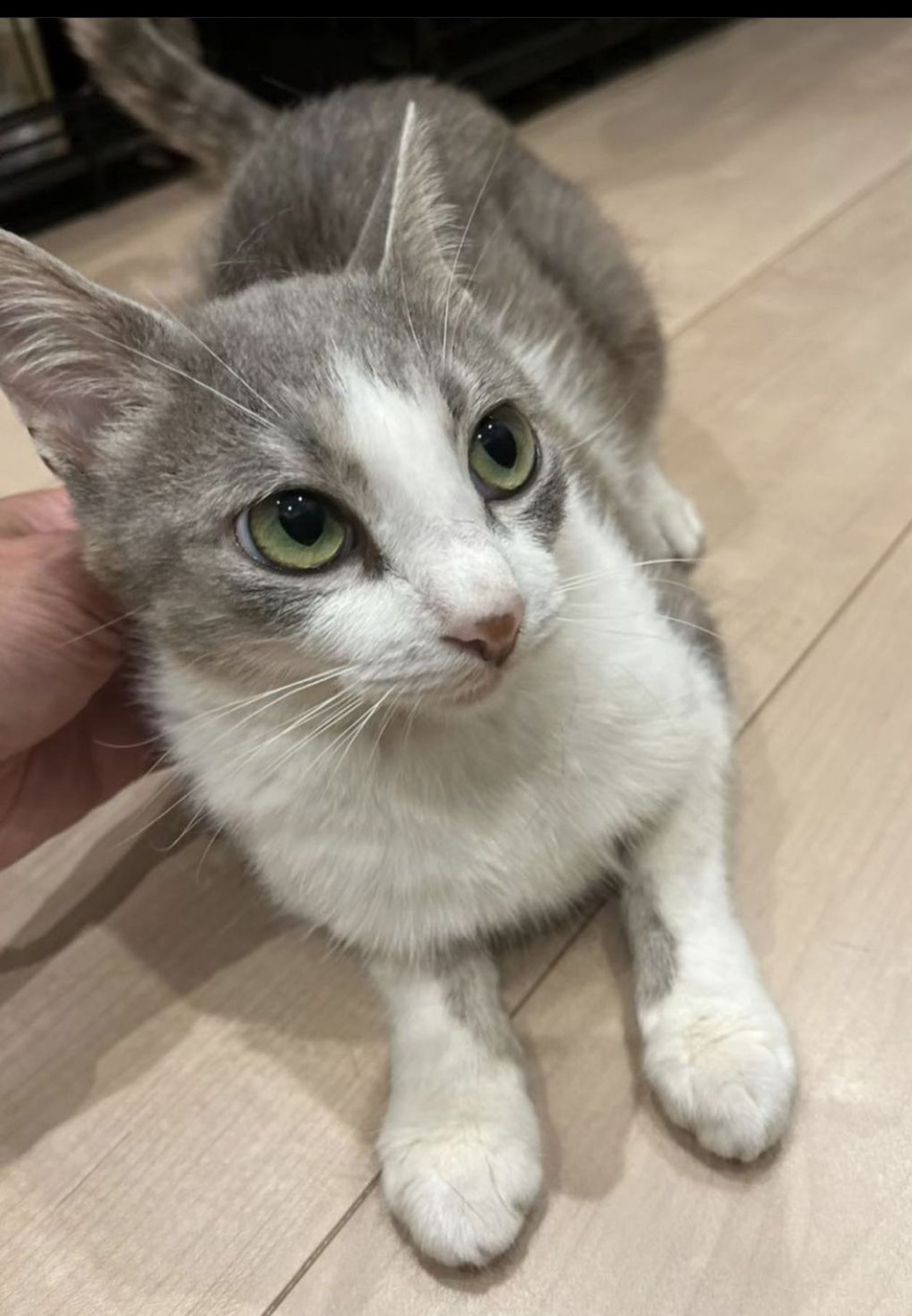 雑種（ミックス猫）・メスの里親募集の写真