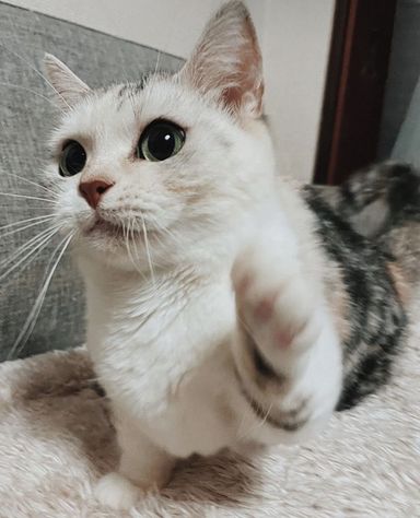 小松菜の写真