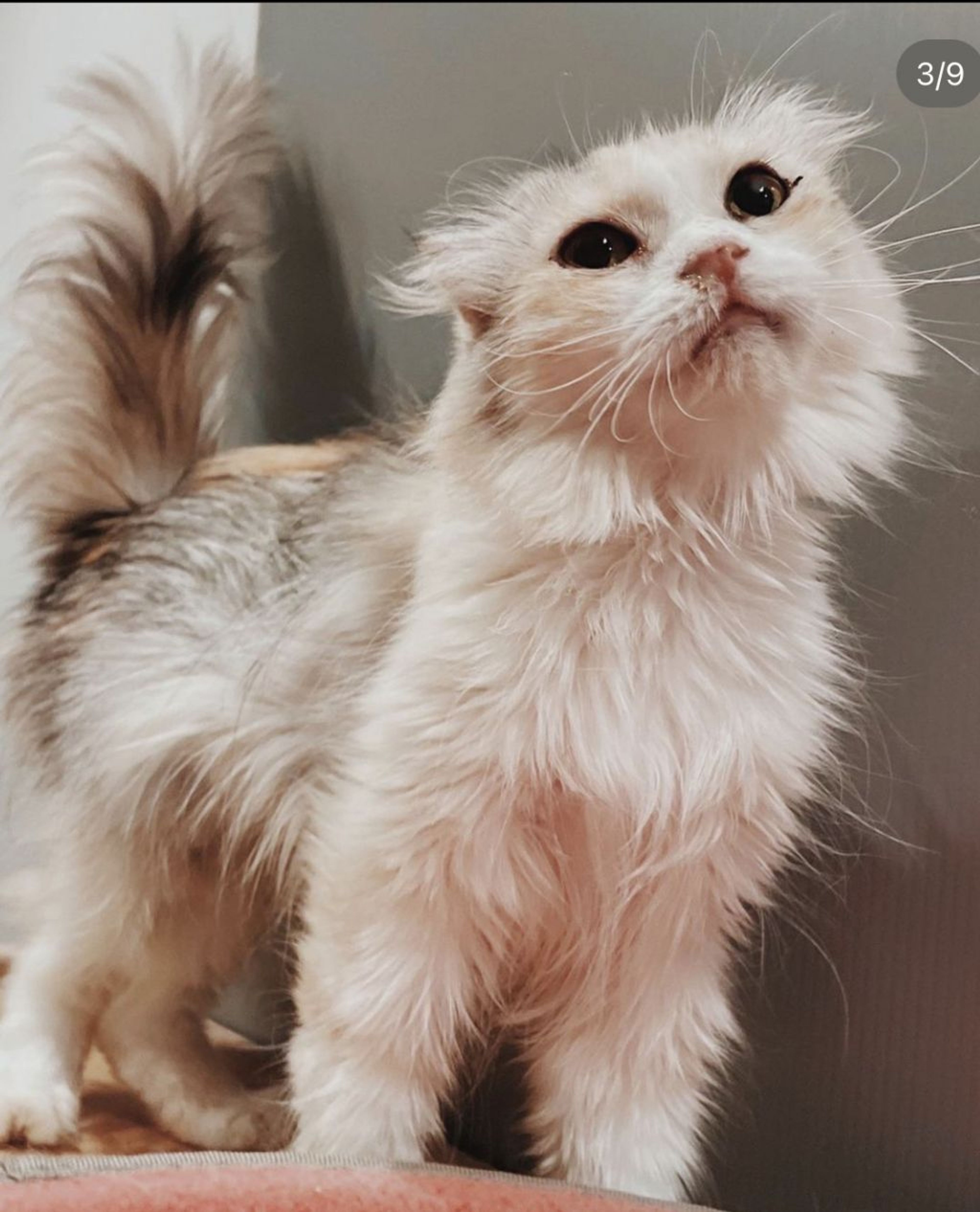 スコティッシュフォールド・メスの里親募集の写真