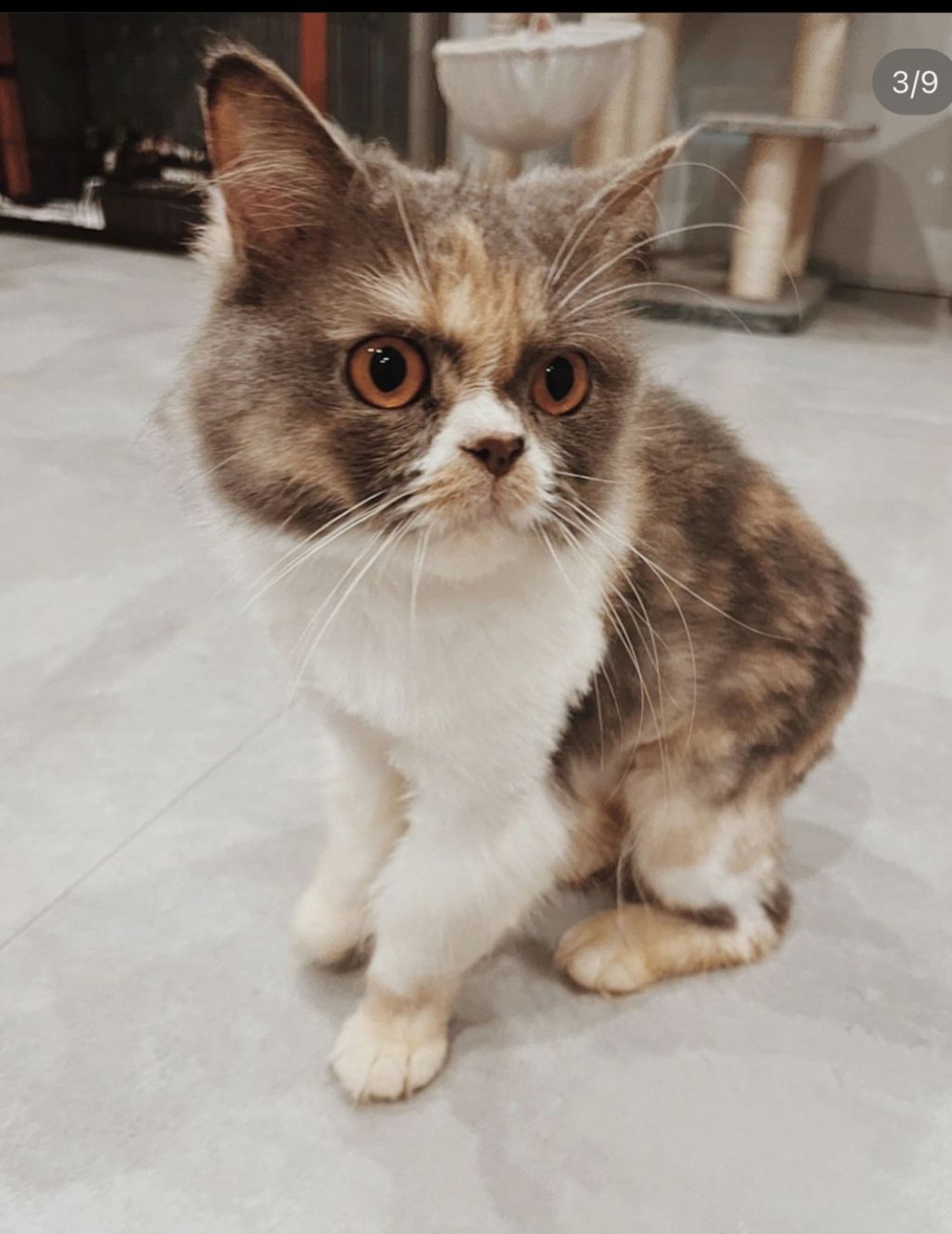 スコティッシュフォールド・メスの里親募集の写真