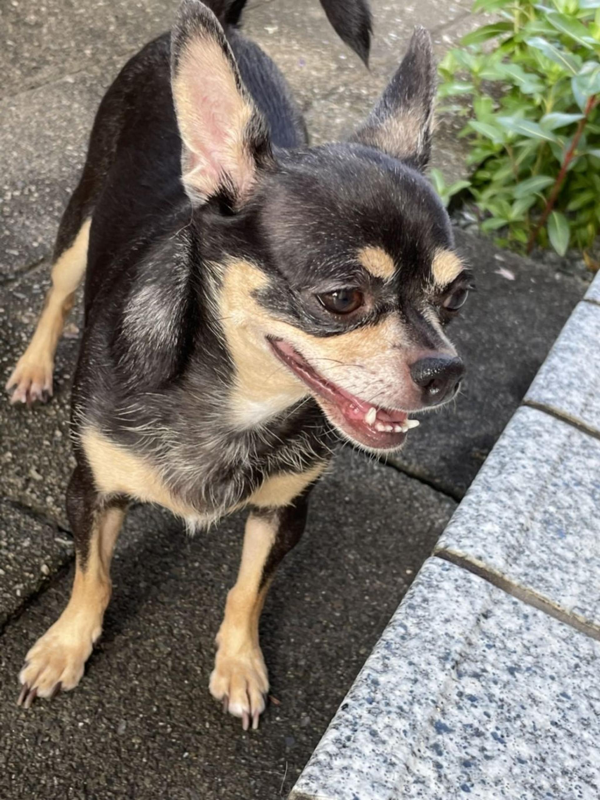 pet-image-2