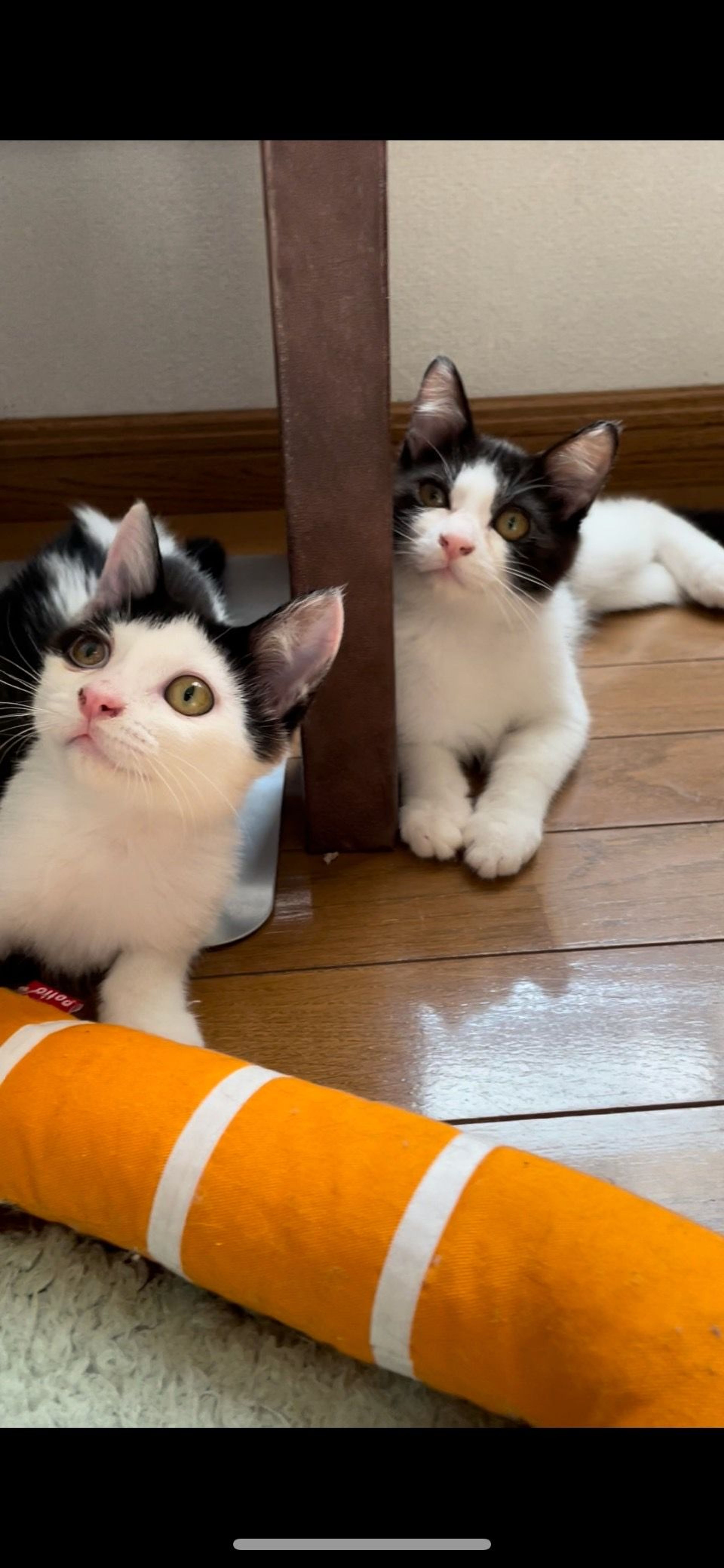 雑種（ミックス猫）・メスの里親募集の写真