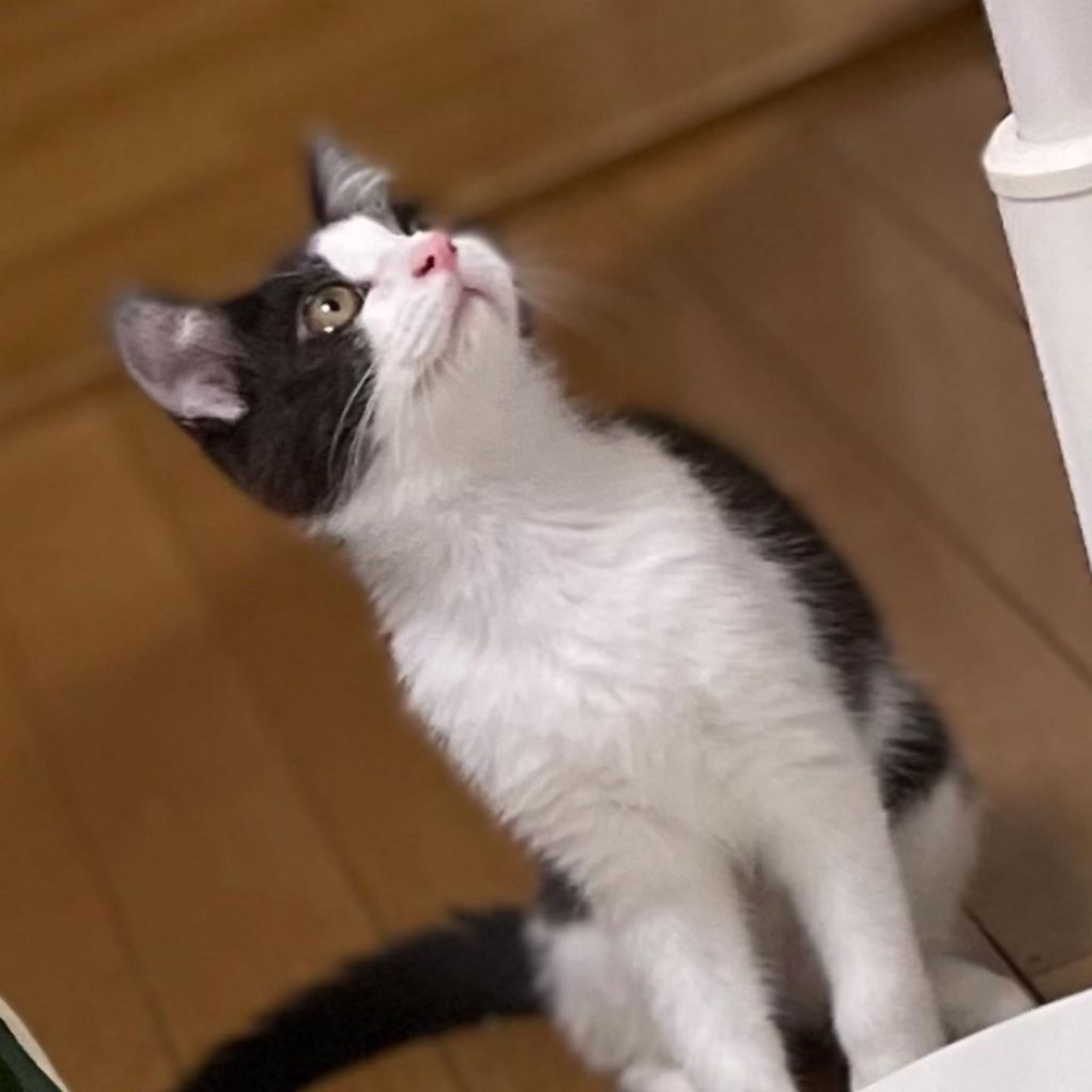 pet-image-2