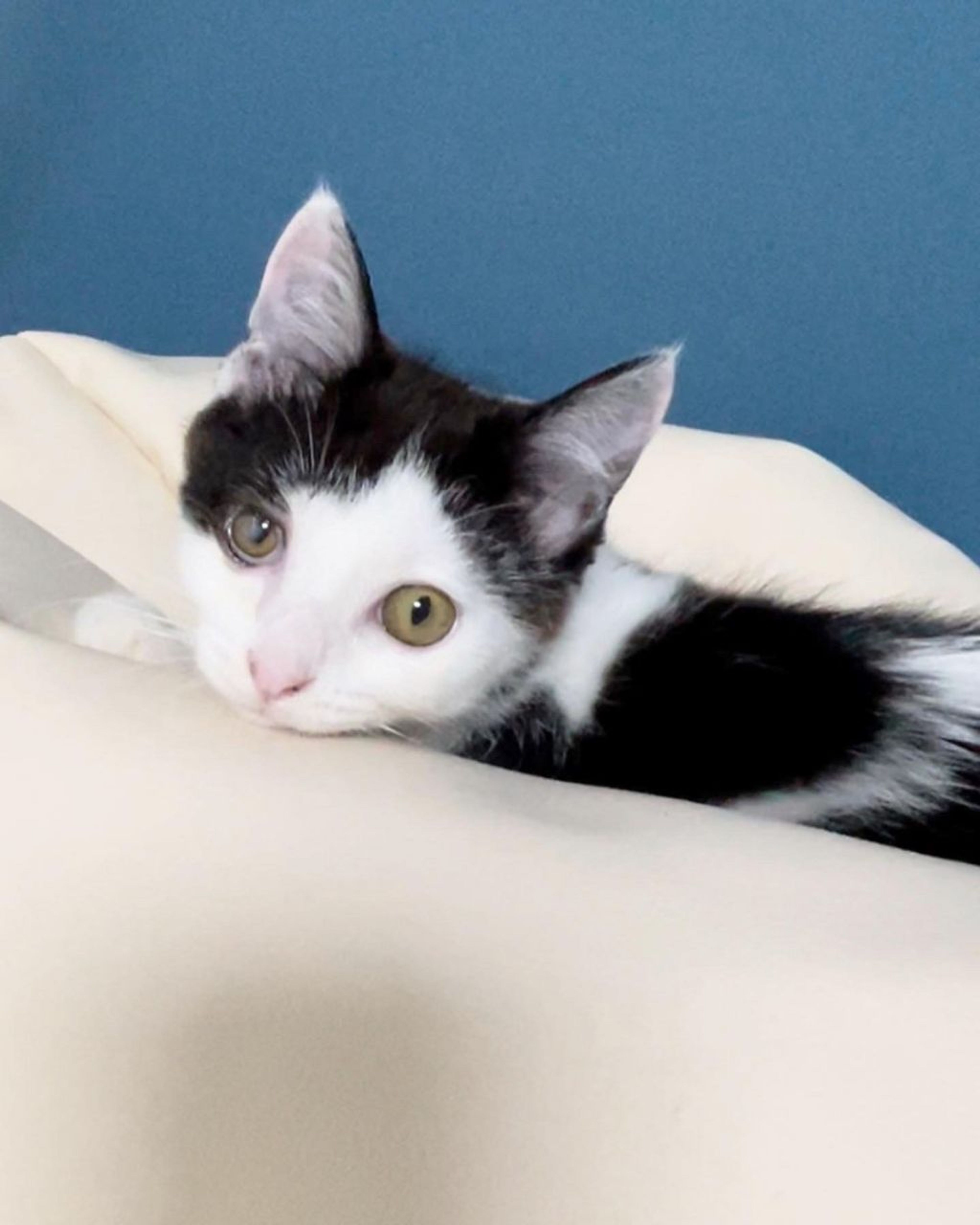 pet-image-3