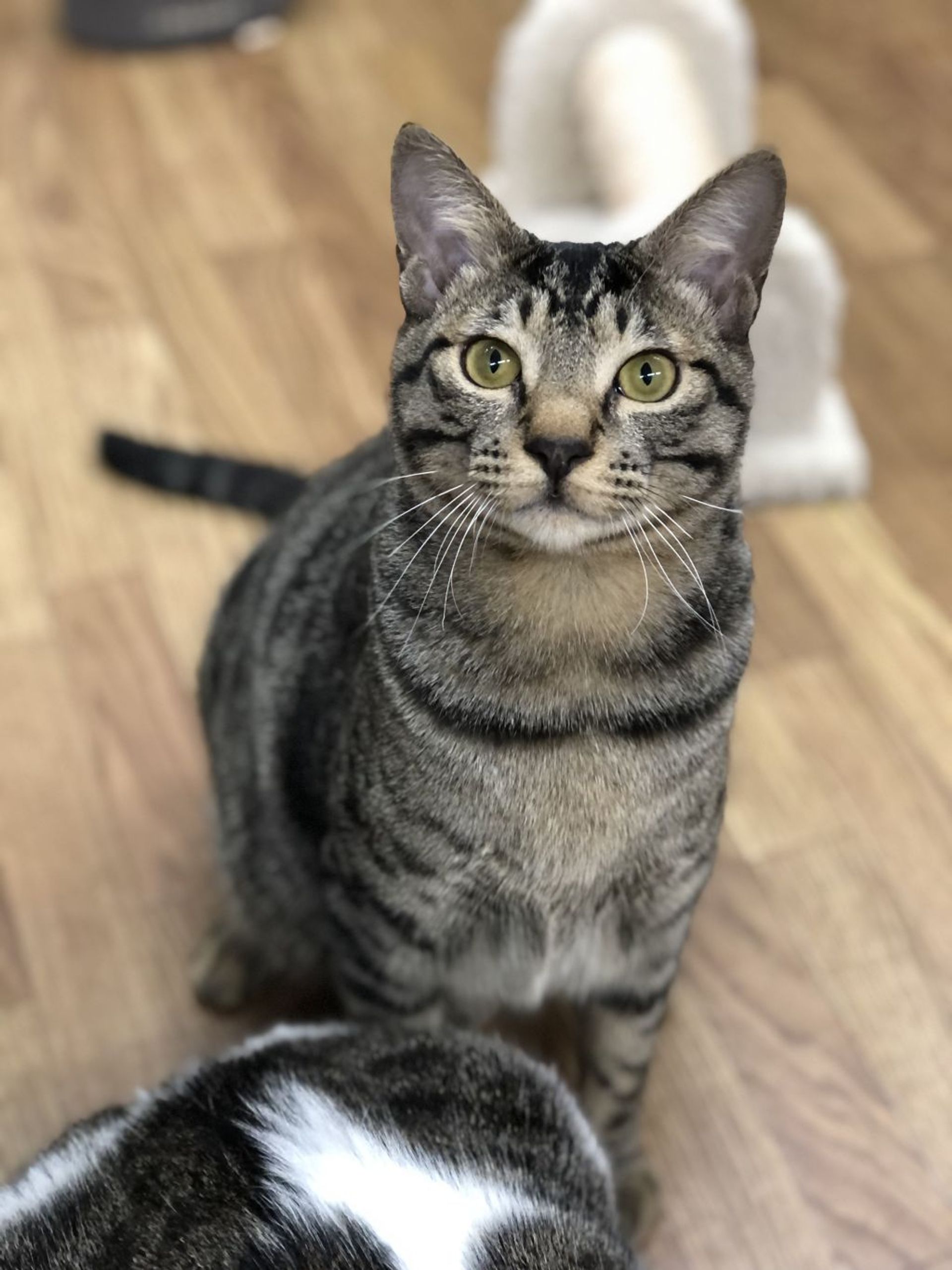 雑種（ミックス猫）・オスの里親募集の写真