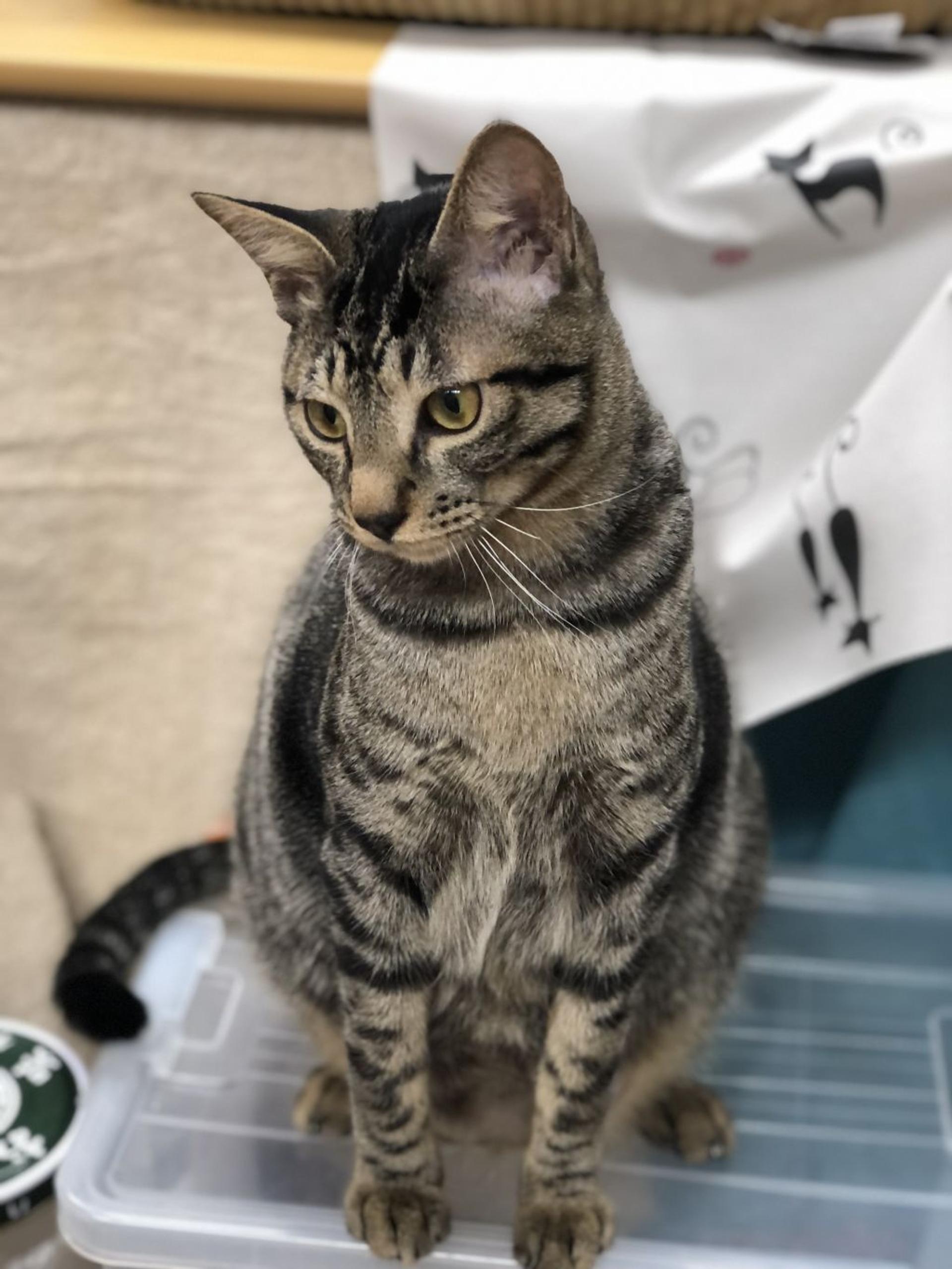 pet-image-3