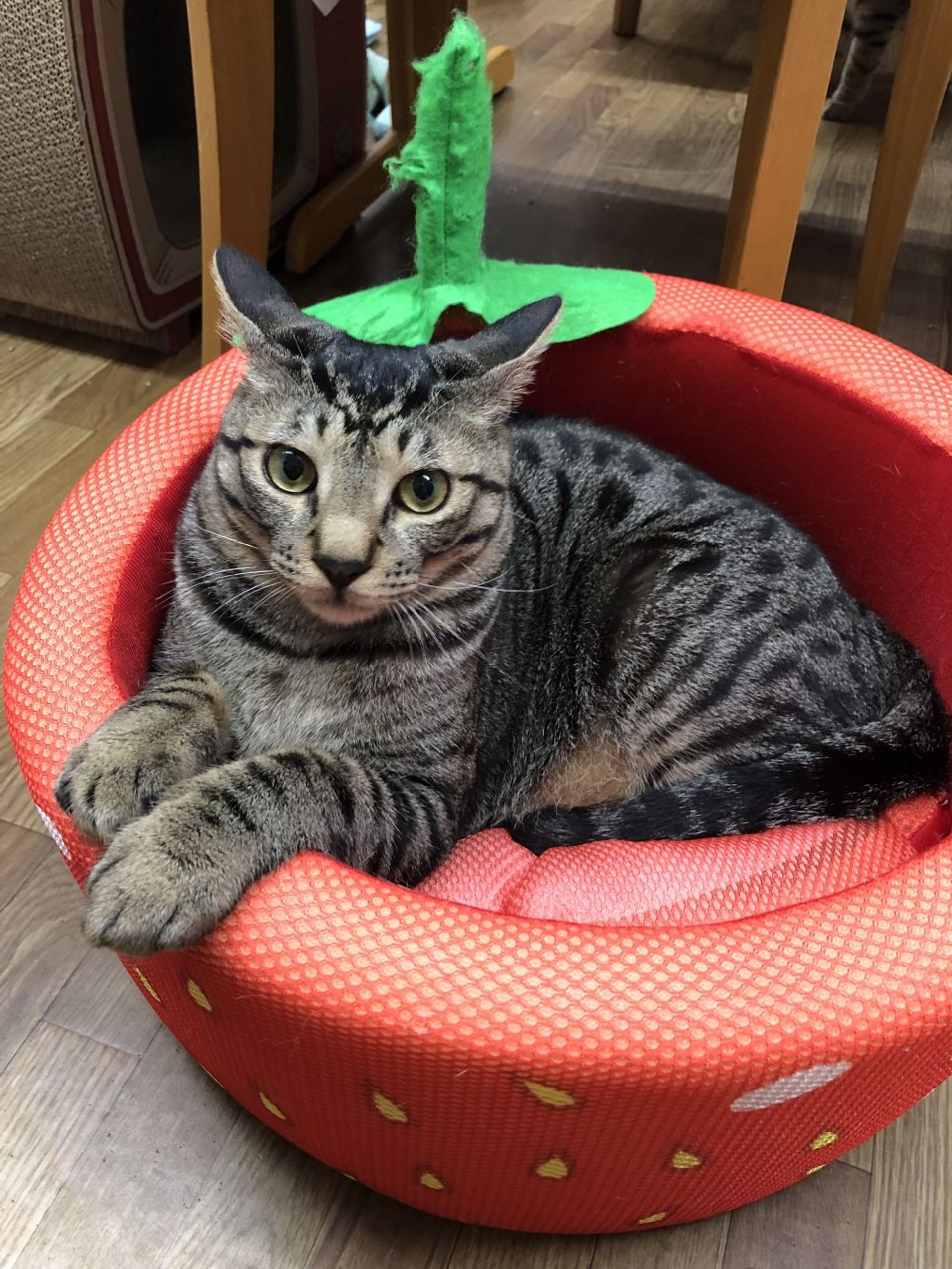 雑種（ミックス猫）・オスの里親募集の写真