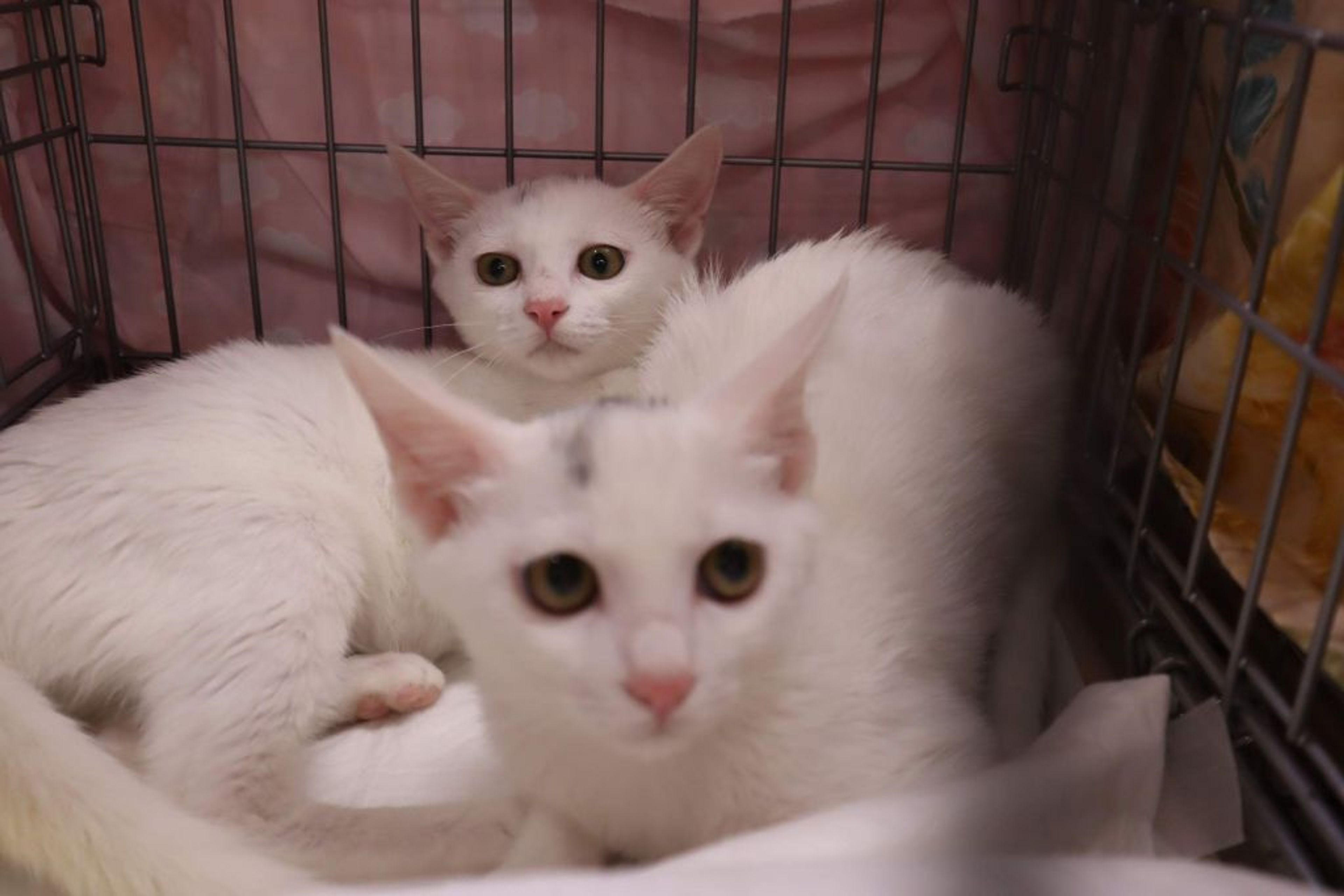 雑種（ミックス猫）・メスの里親募集の写真