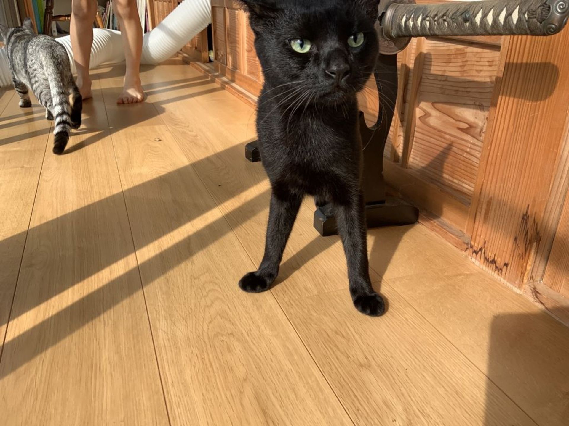 雑種（ミックス猫）・オスの里親募集の写真