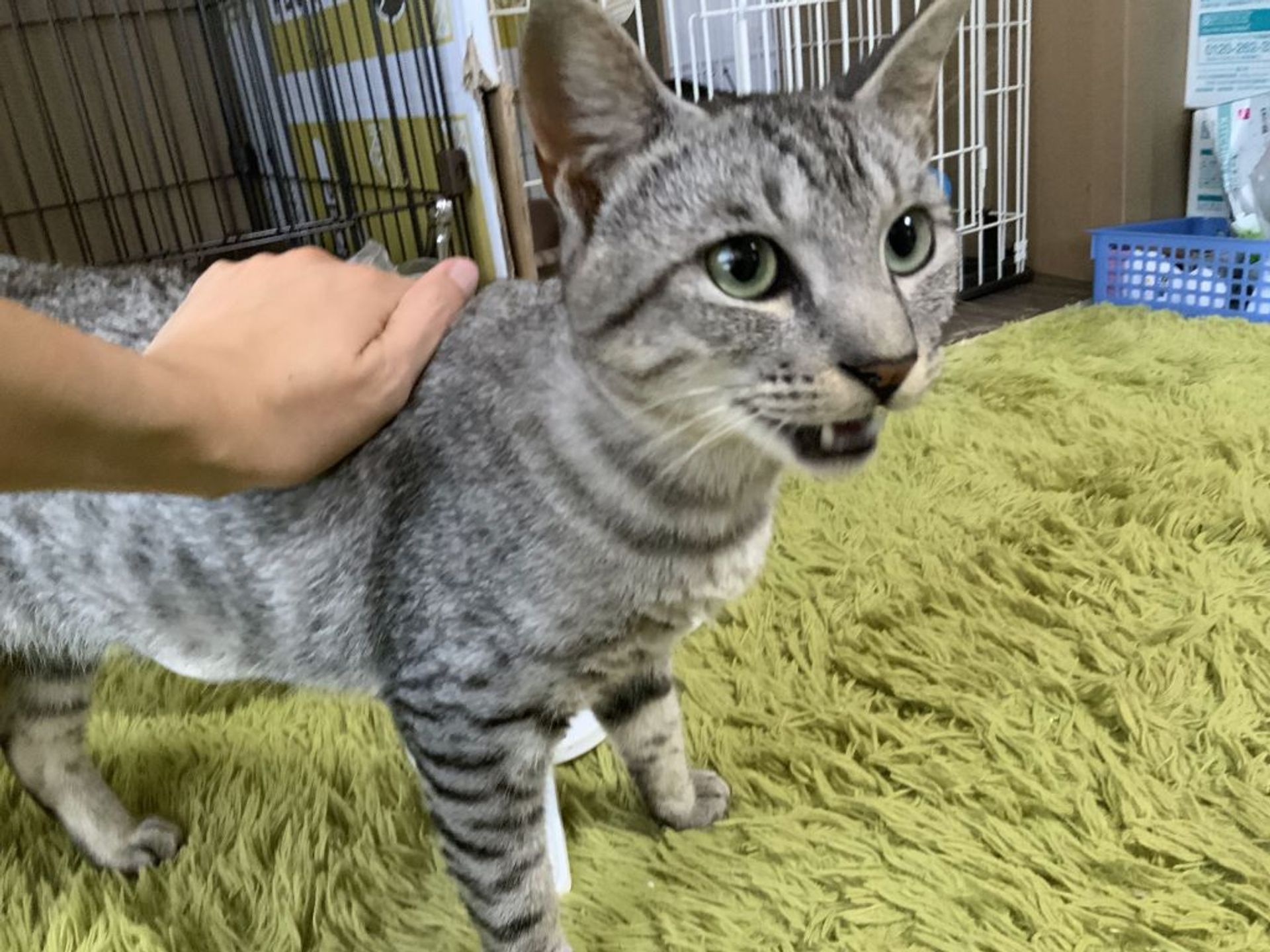 雑種（ミックス猫）・オスの里親募集の写真
