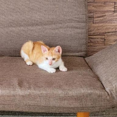 サトの写真