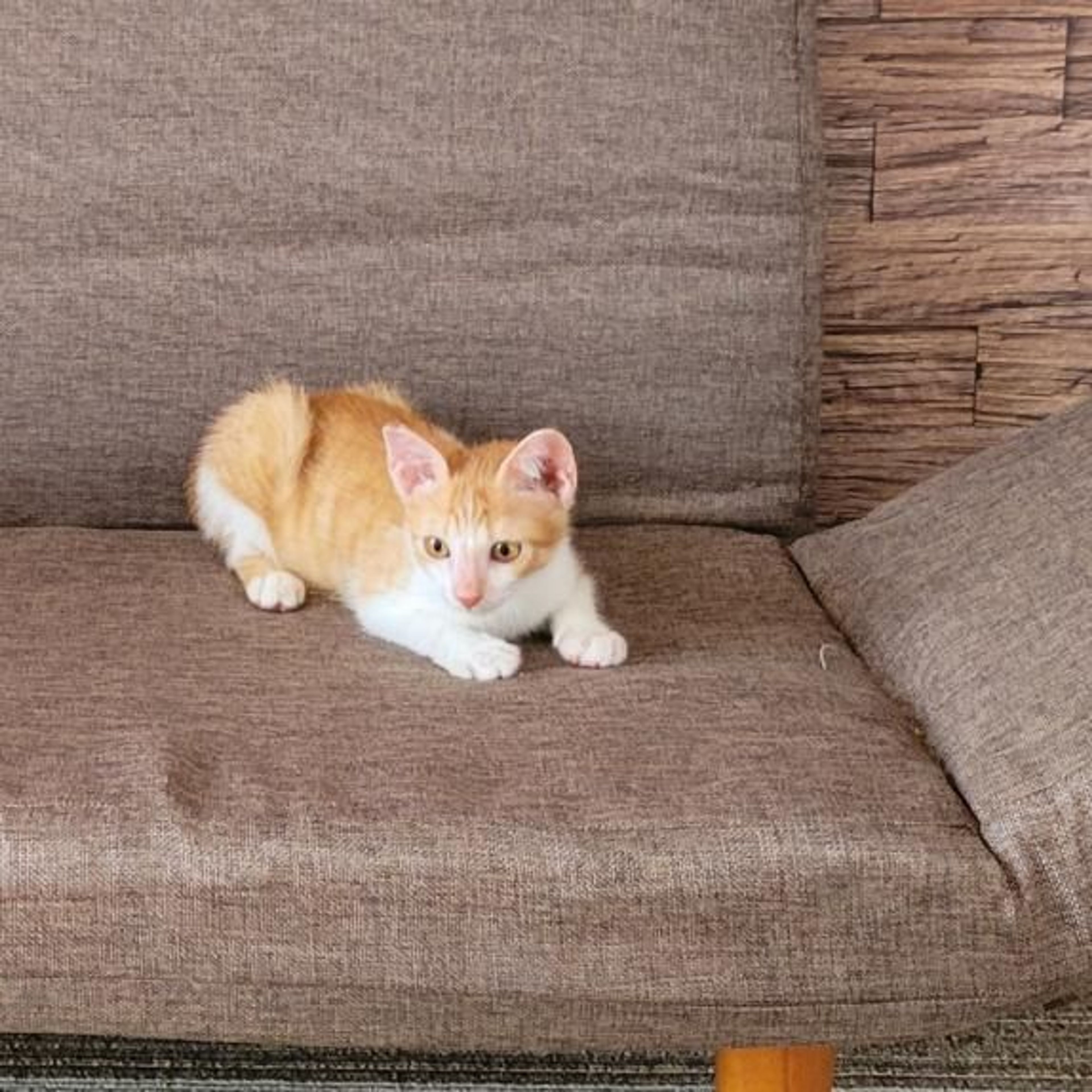 雑種（ミックス猫）・オスの里親募集の写真