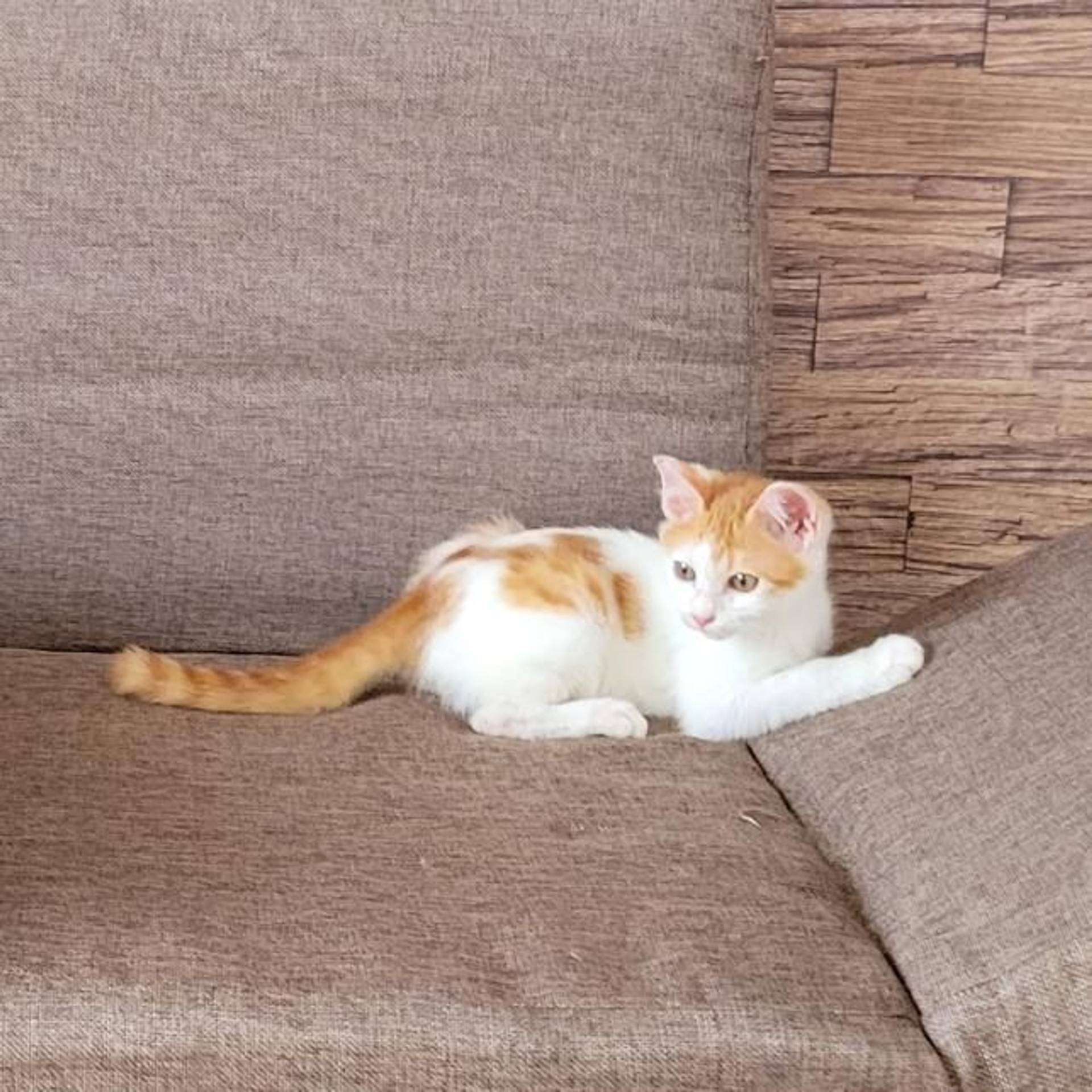雑種（ミックス猫）・オスの里親募集の写真