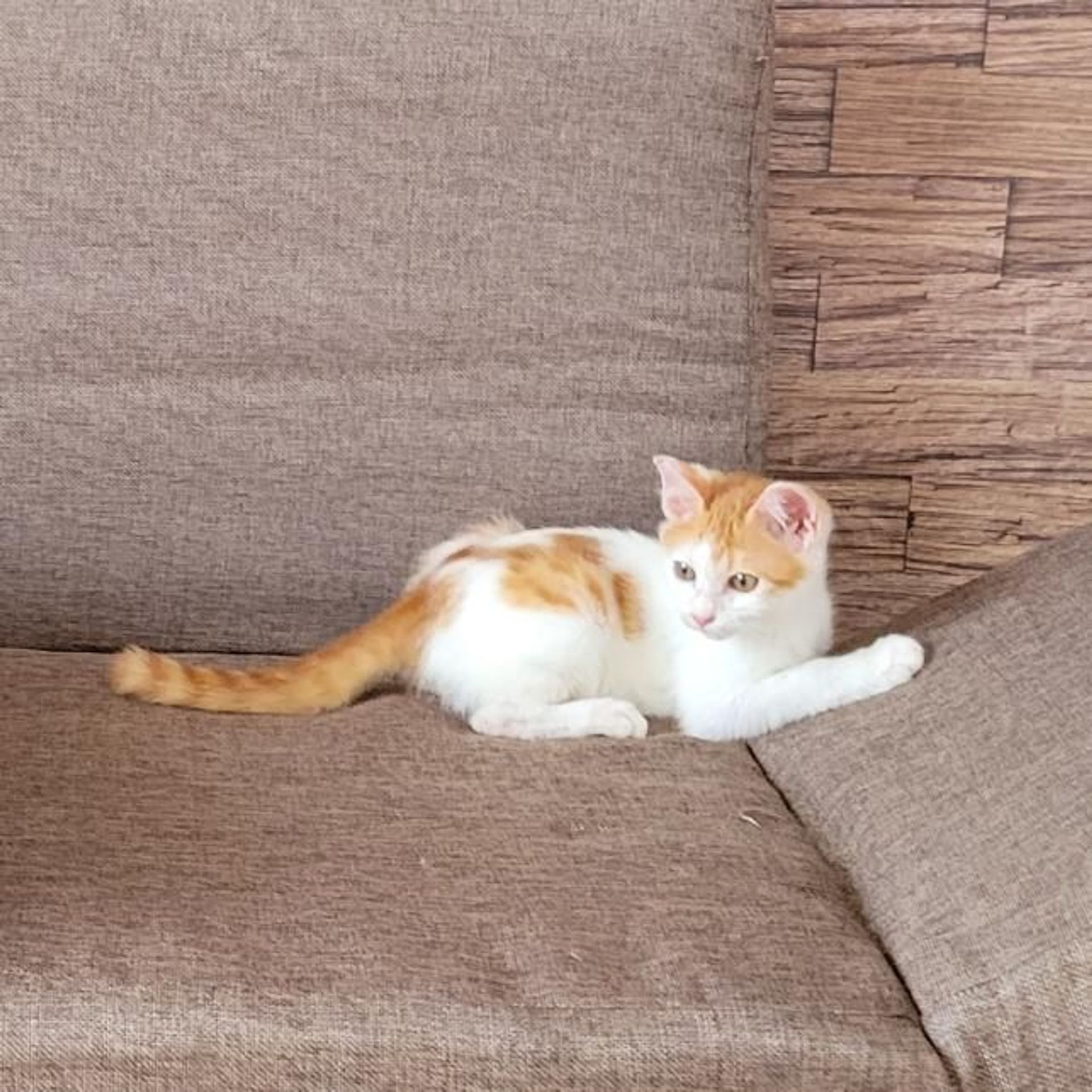雑種（ミックス猫）・オスの里親募集の写真