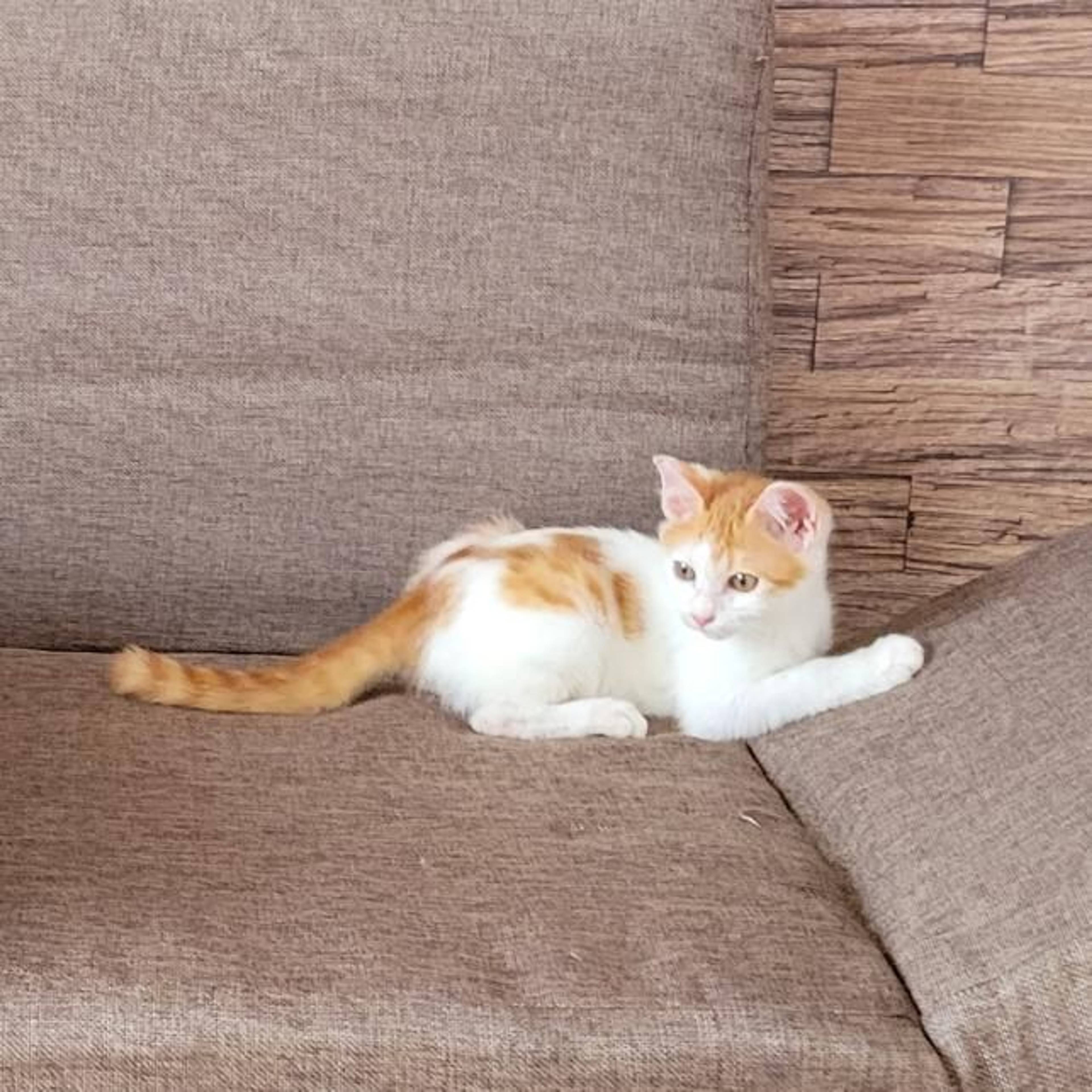雑種（ミックス猫）・オスの里親募集の写真