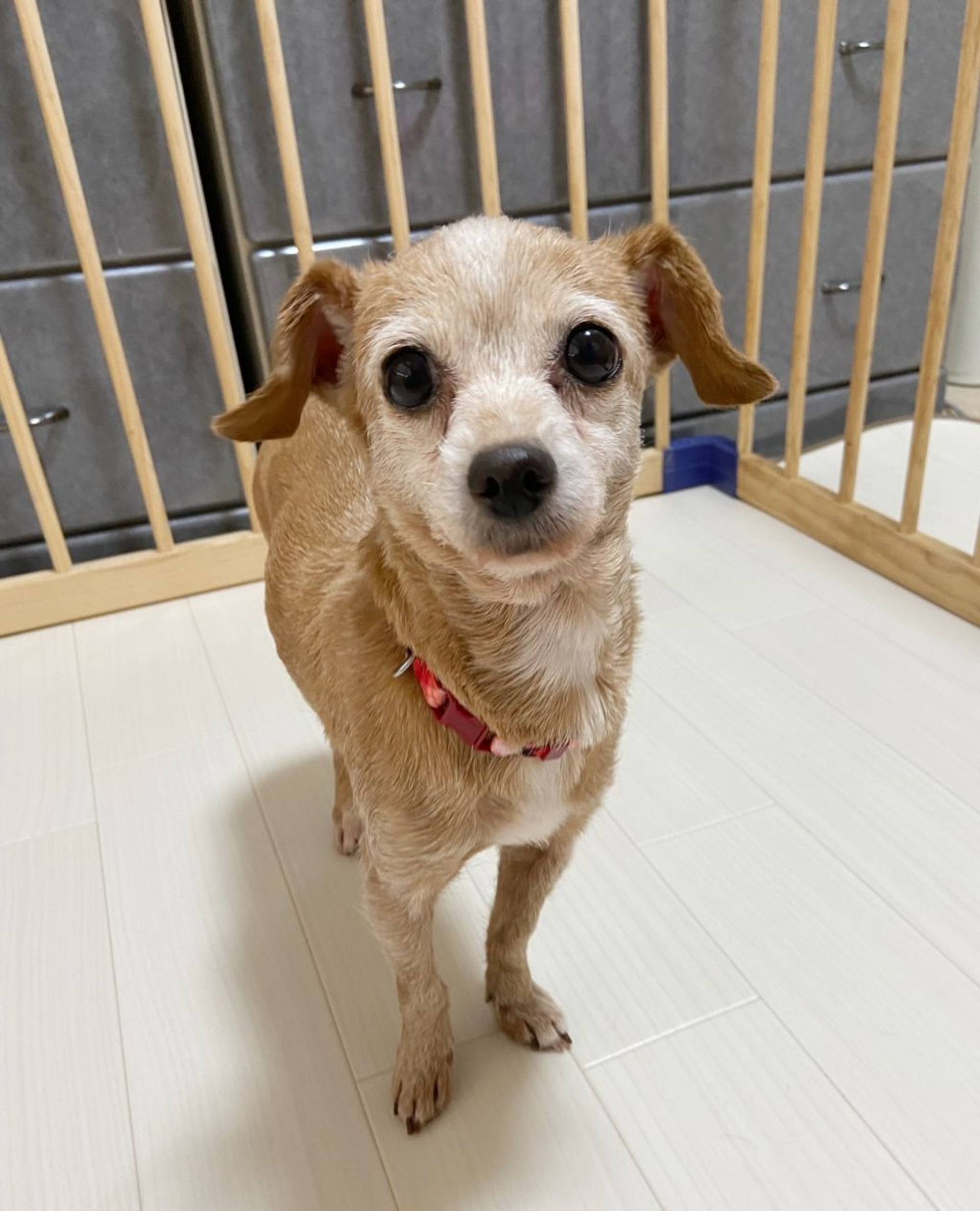 雑種（ミックス犬）・メスの里親募集の写真