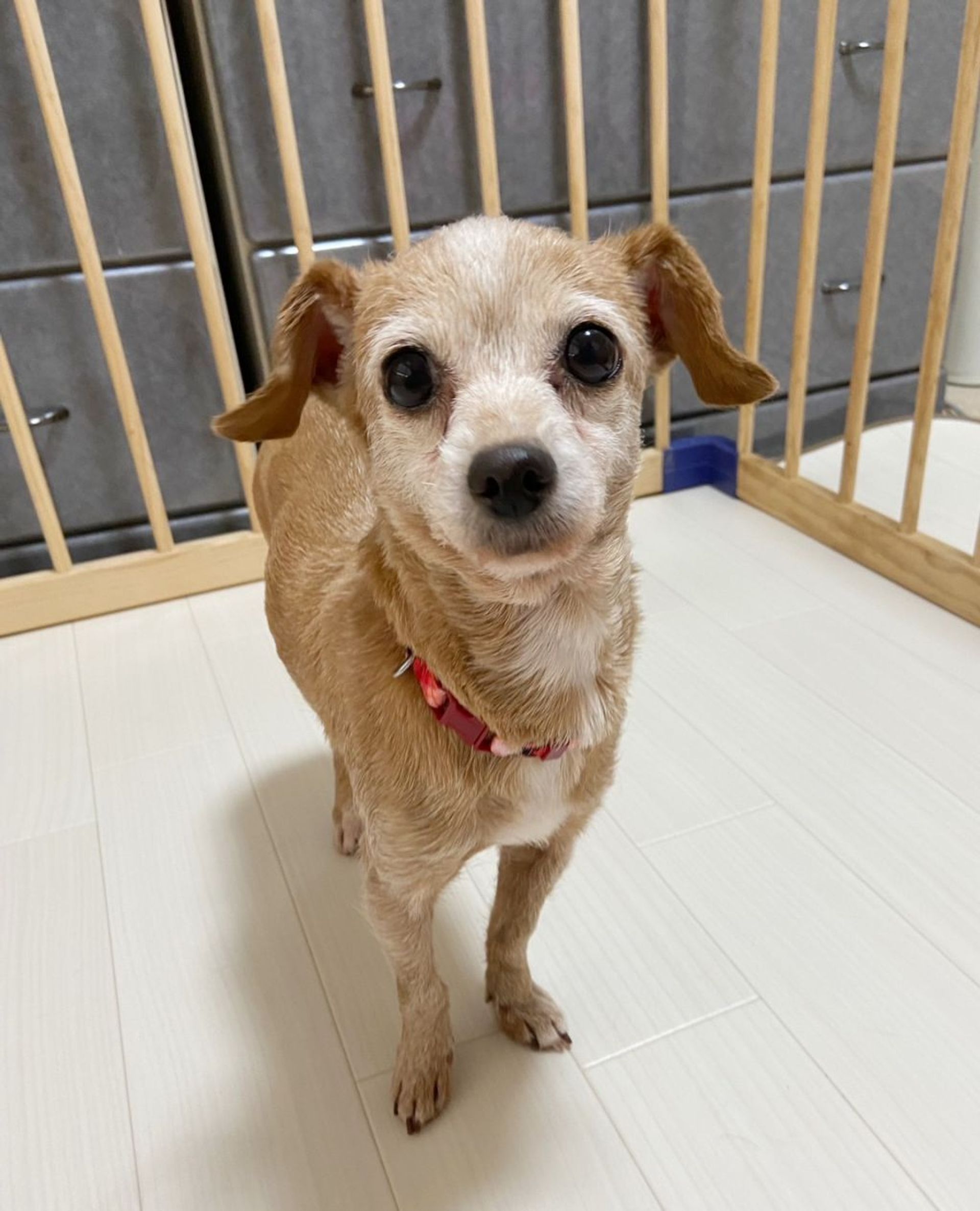 雑種（ミックス犬）・メスの里親募集の写真