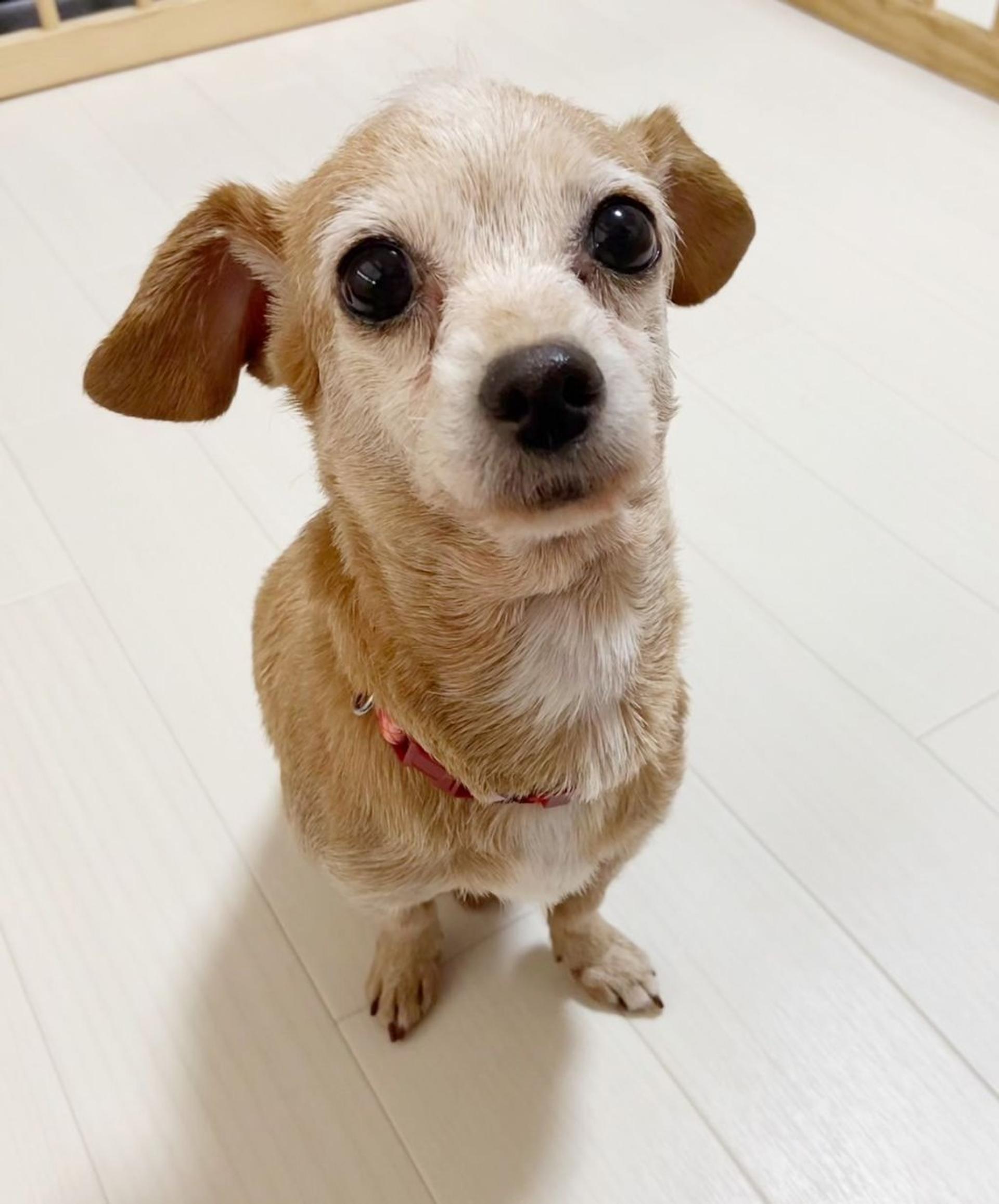 pet-image-2