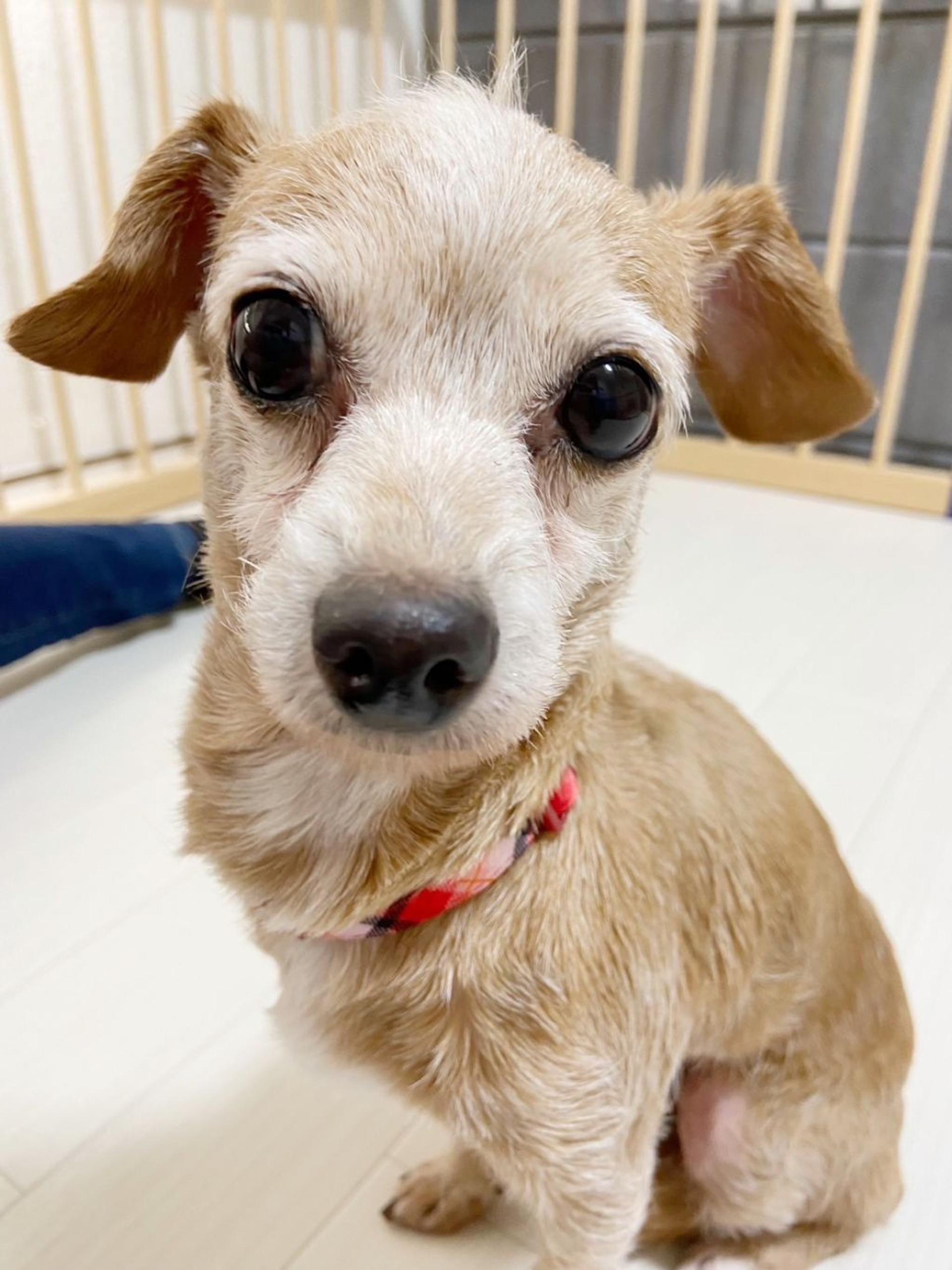 pet-image-3