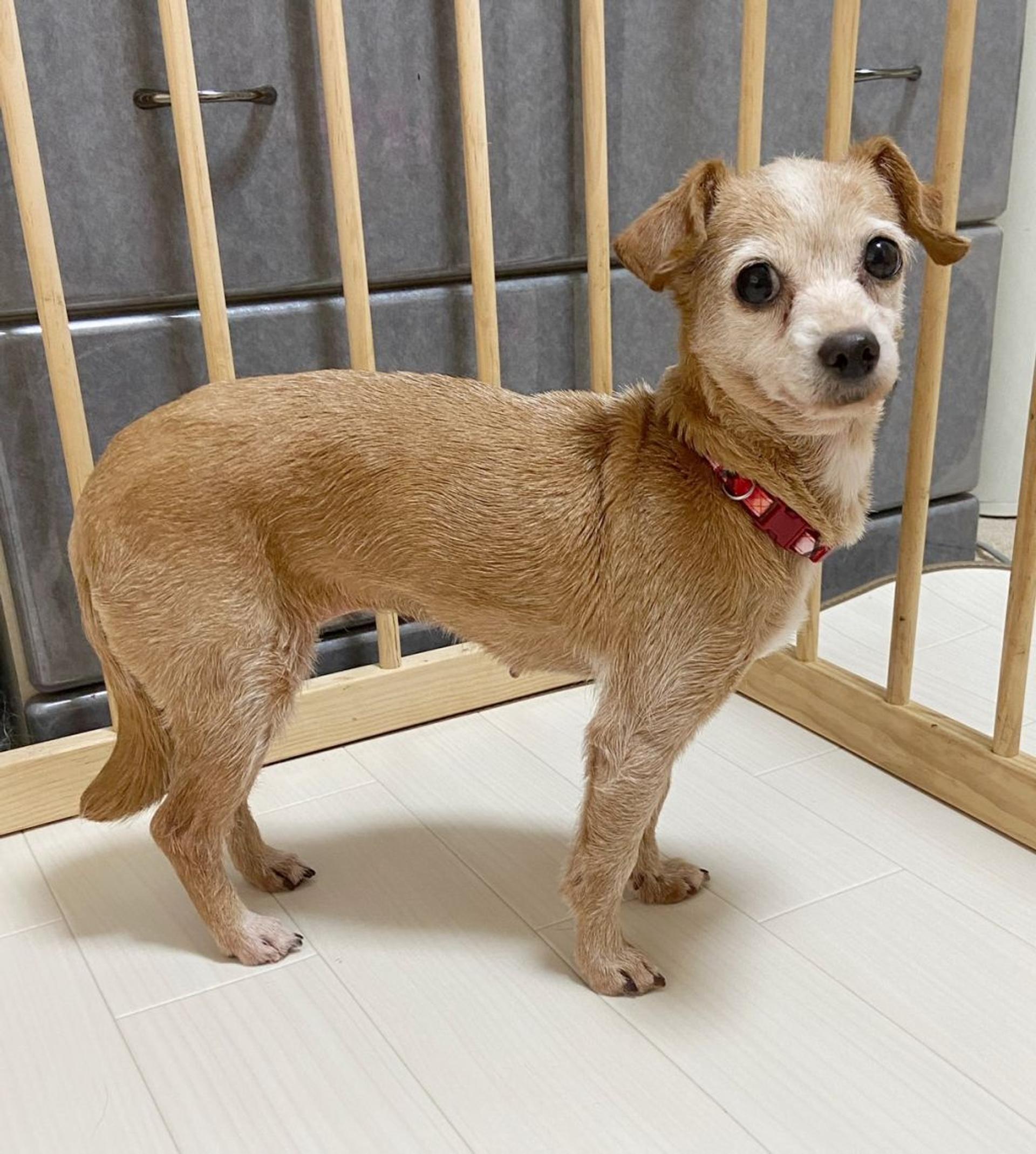 pet-image-4
