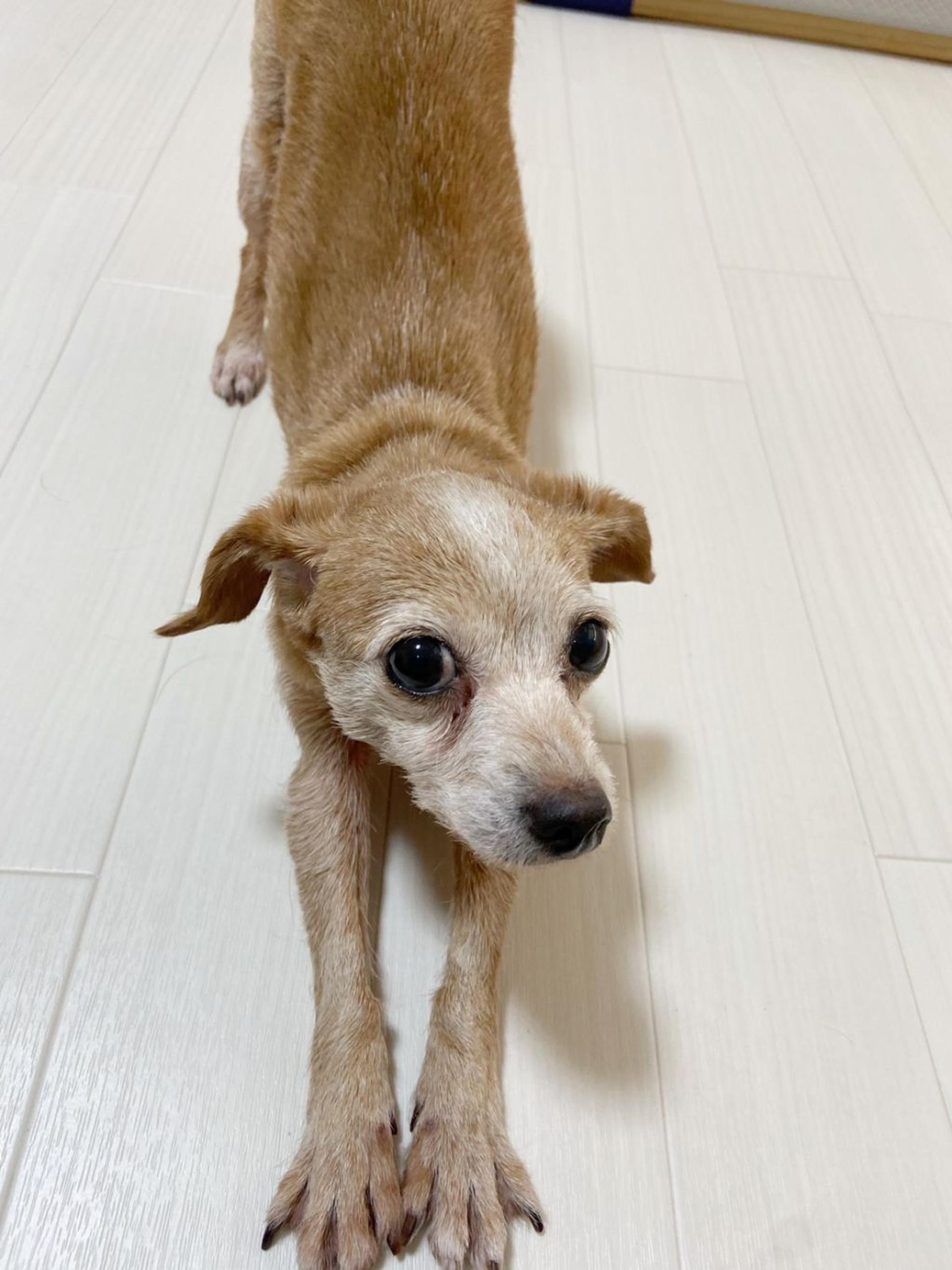 pet-image-6