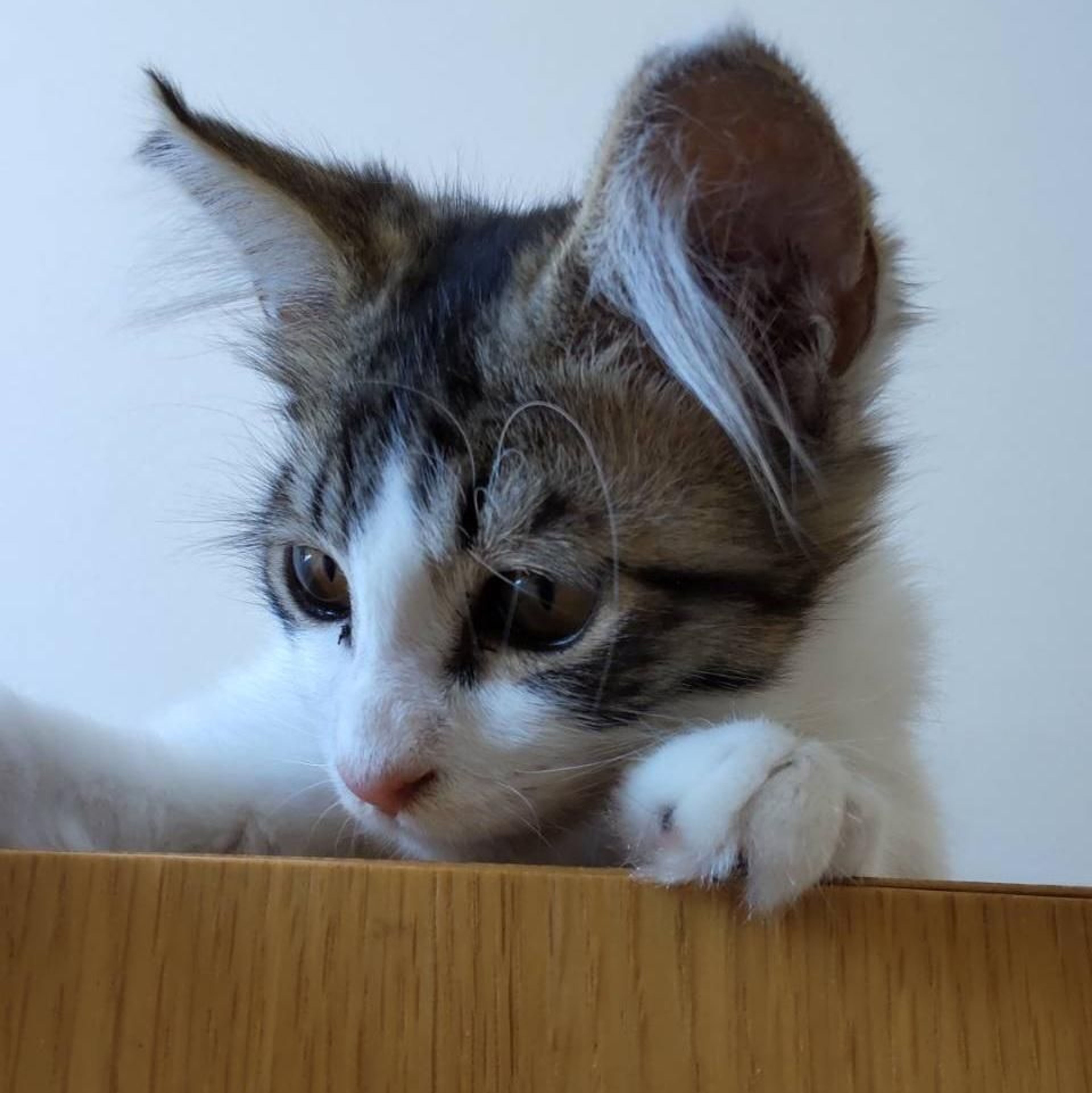 雑種（ミックス猫）・オスの里親募集の写真