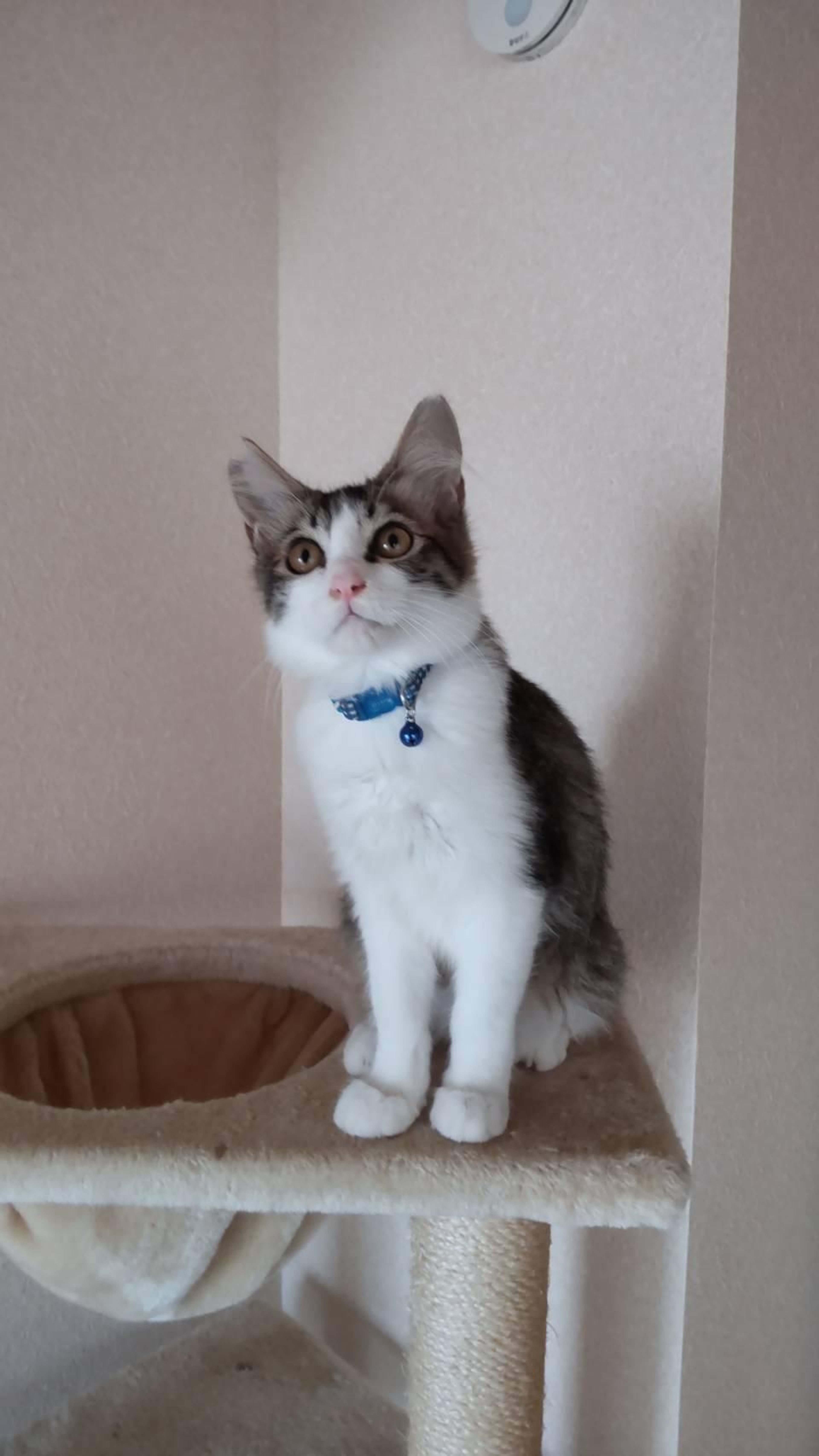 pet-image-2