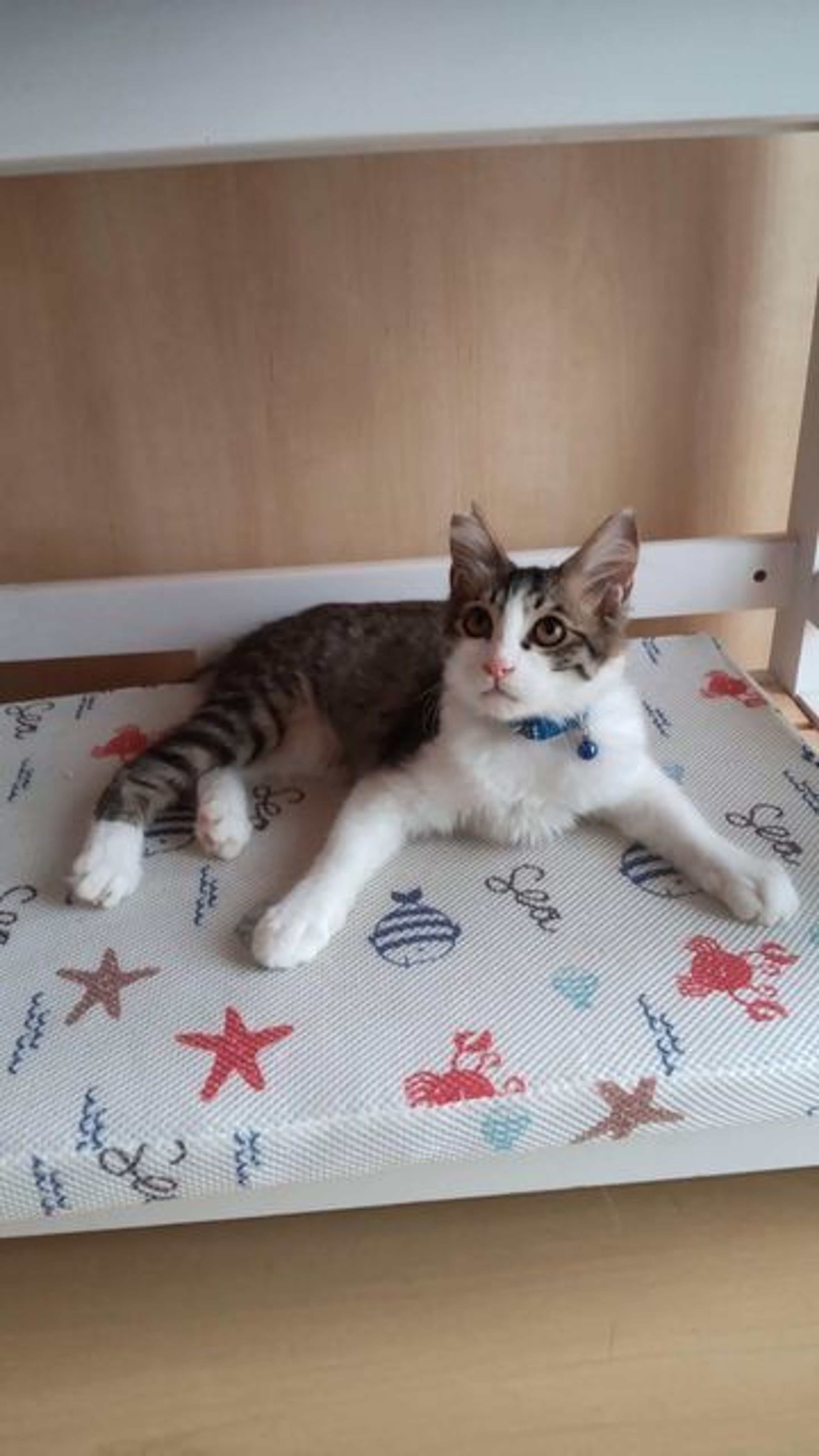 pet-image-3